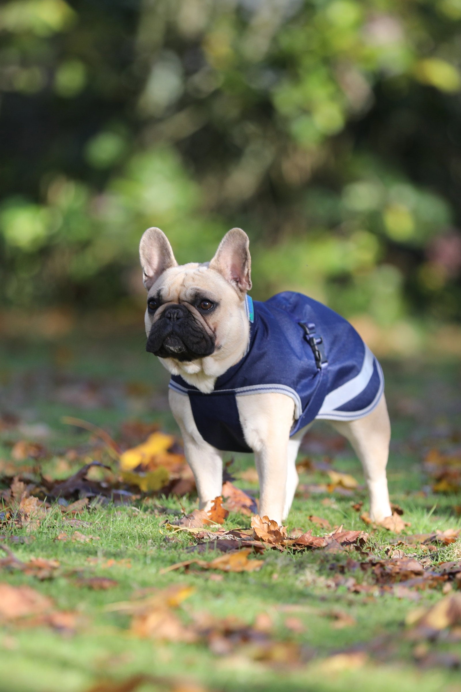 Bucas Freedom Dog Rug, 50g (30-45 cm) Dog Accesories