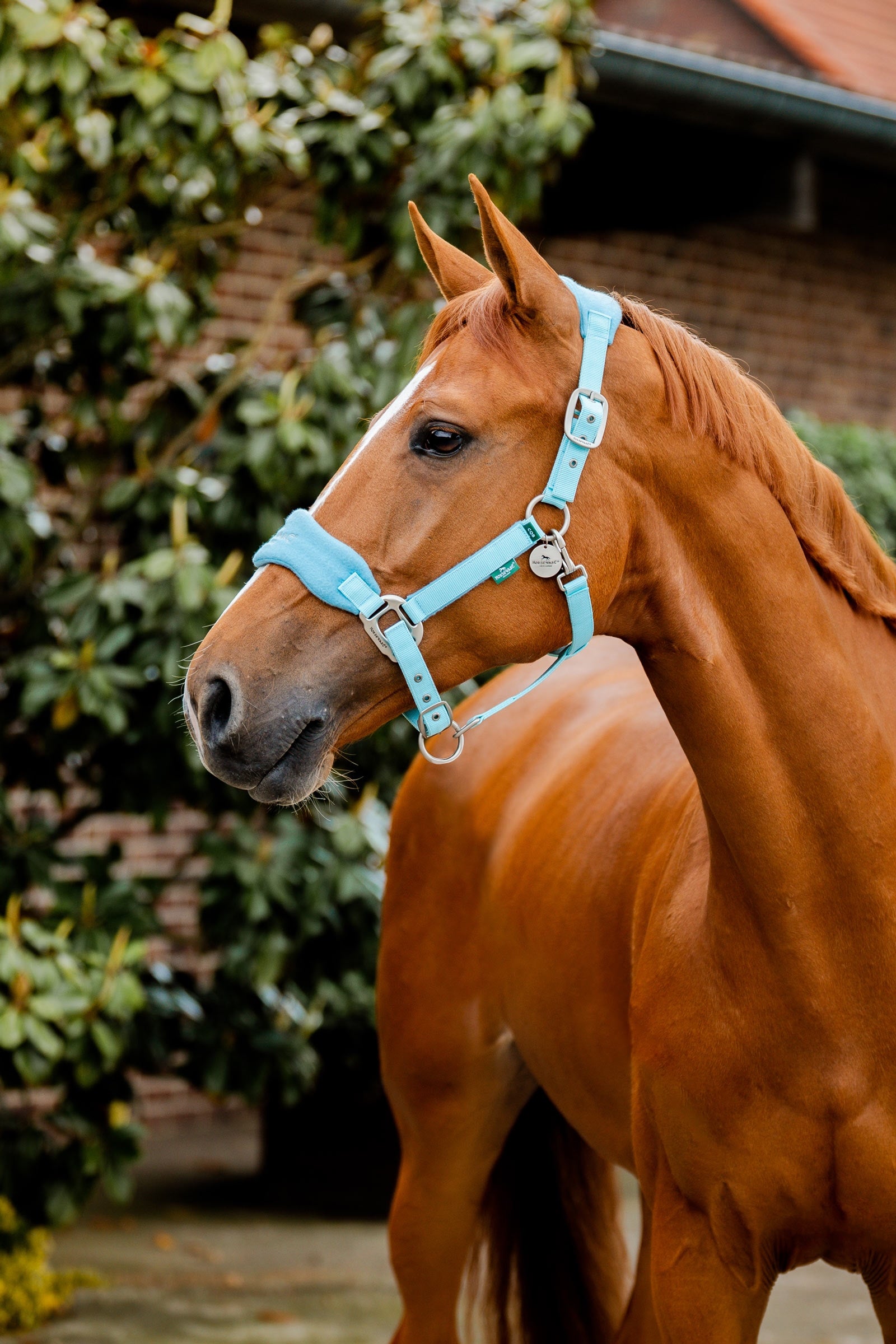 Horseware Signature Cabestro de Cuidado Cabezadas de cuadra & Ramales