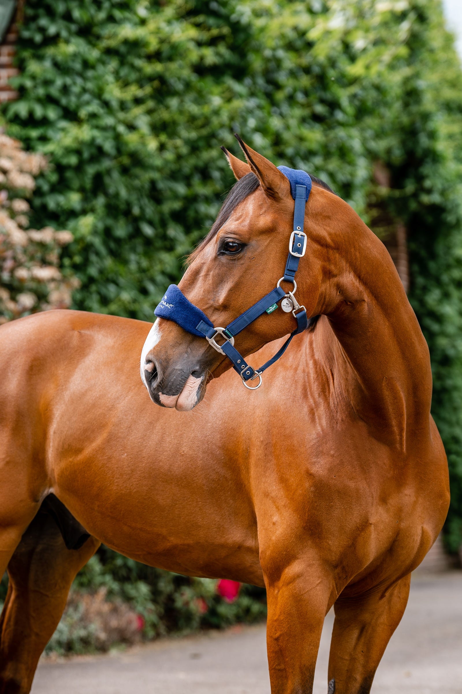 Horseware Signature Cabestro de Cuidado Cabezadas de cuadra & Ramales