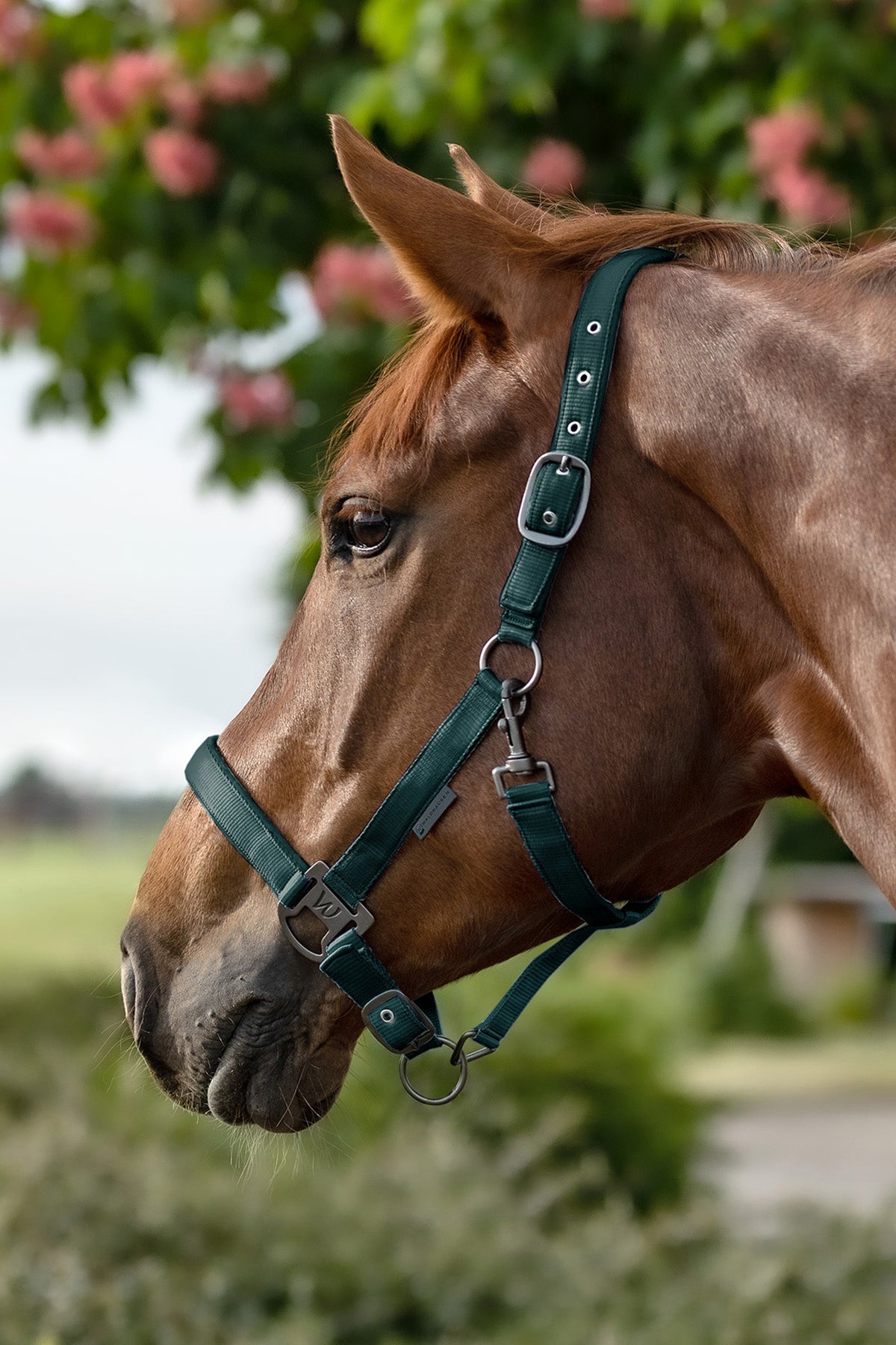 Waldhausen Gloomy Halter Halters & Leads