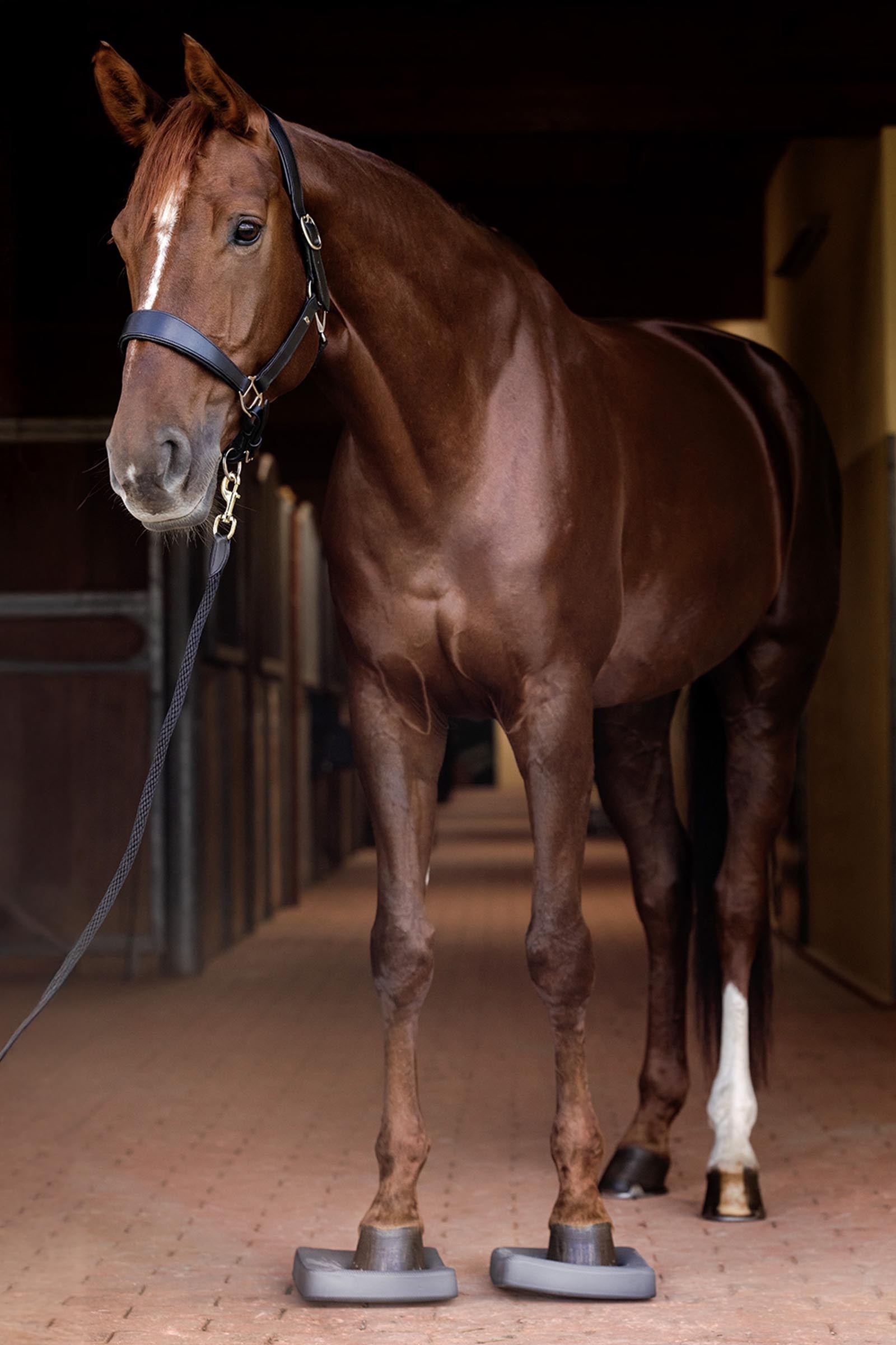 Waldhausen Health + Care Balance Pads Leg Protection & Hoof Protection for Horses