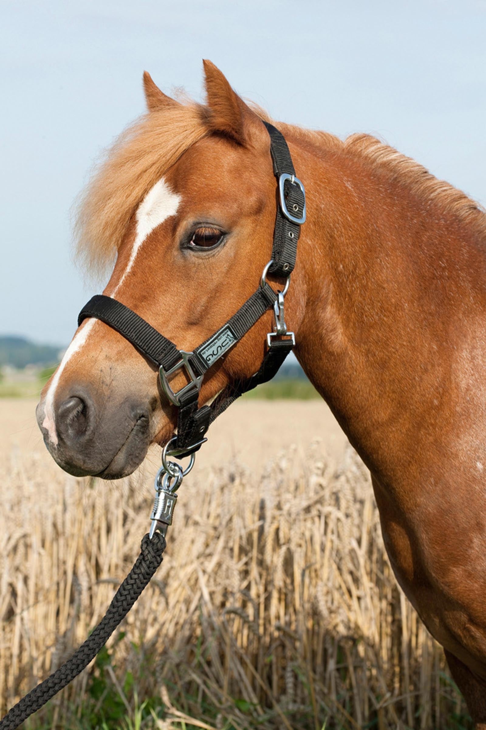 USG Everyday Soft Padded Halter Halters & Leads