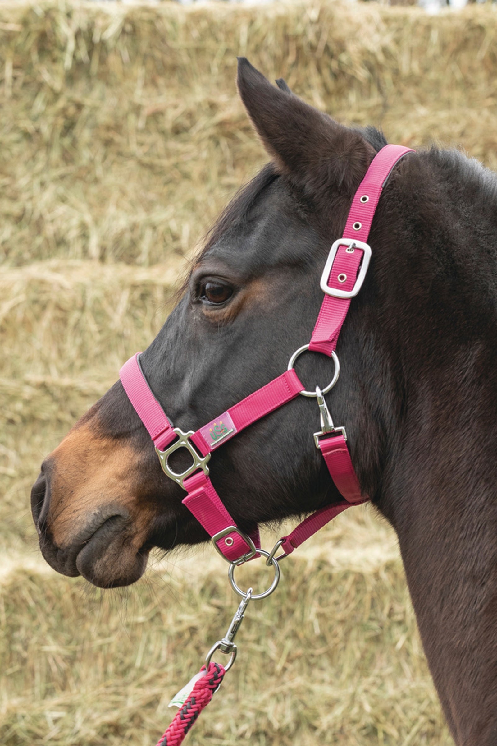 USG Everyday Soft Padded Halter Halters & Leads