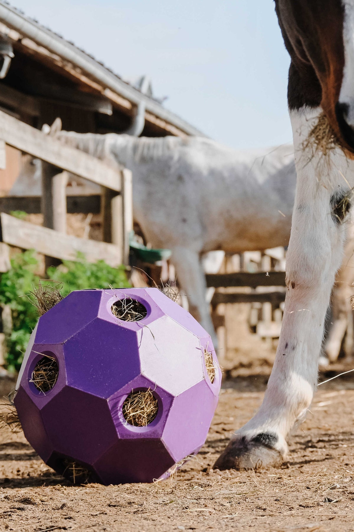 HIPPOTONIC Slow Feeder Hay Ball Horse Toys & Riding Arena Supplies