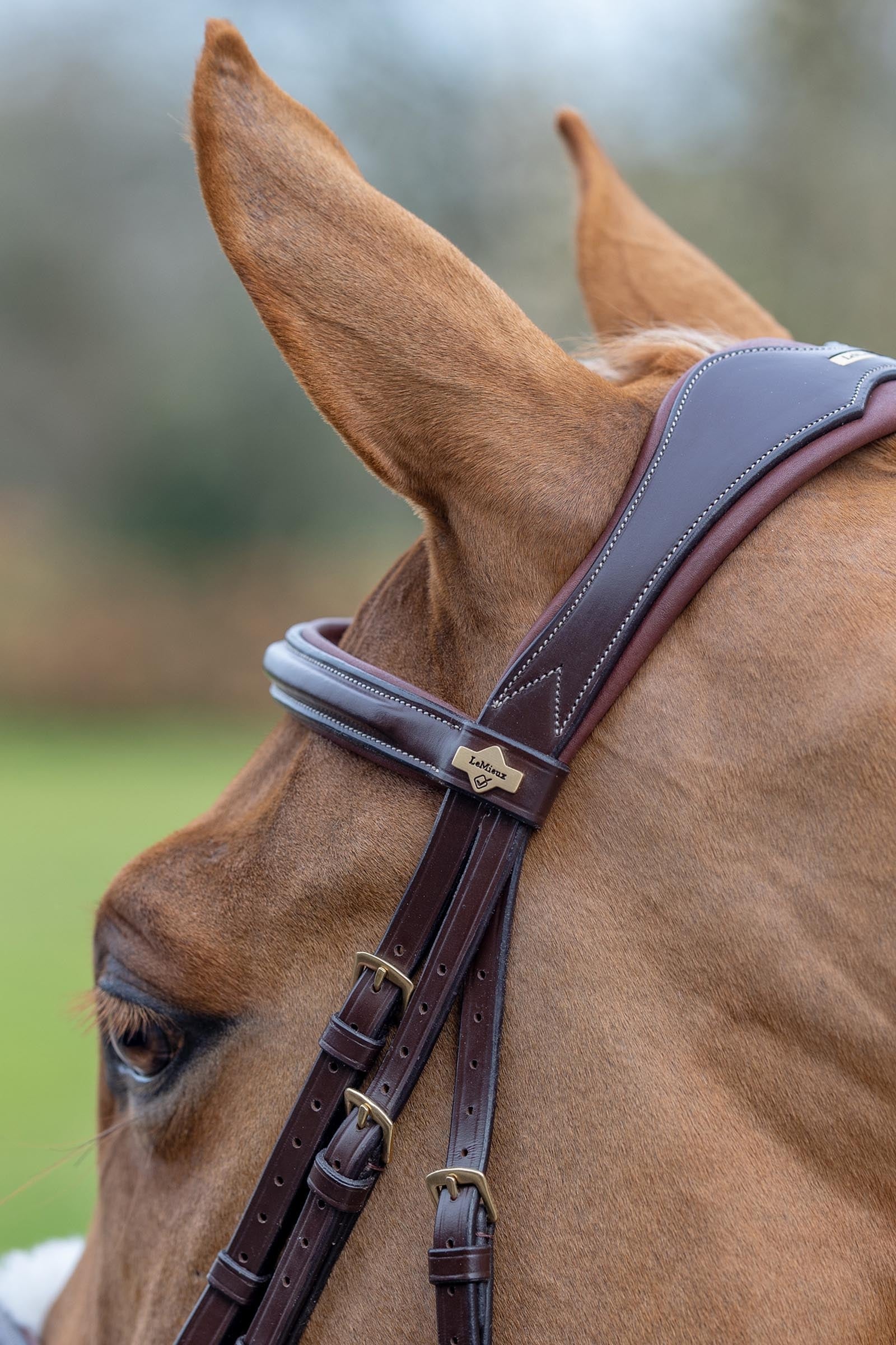 LeMieux Kudos Grackle Bridle Bridles & Reins
