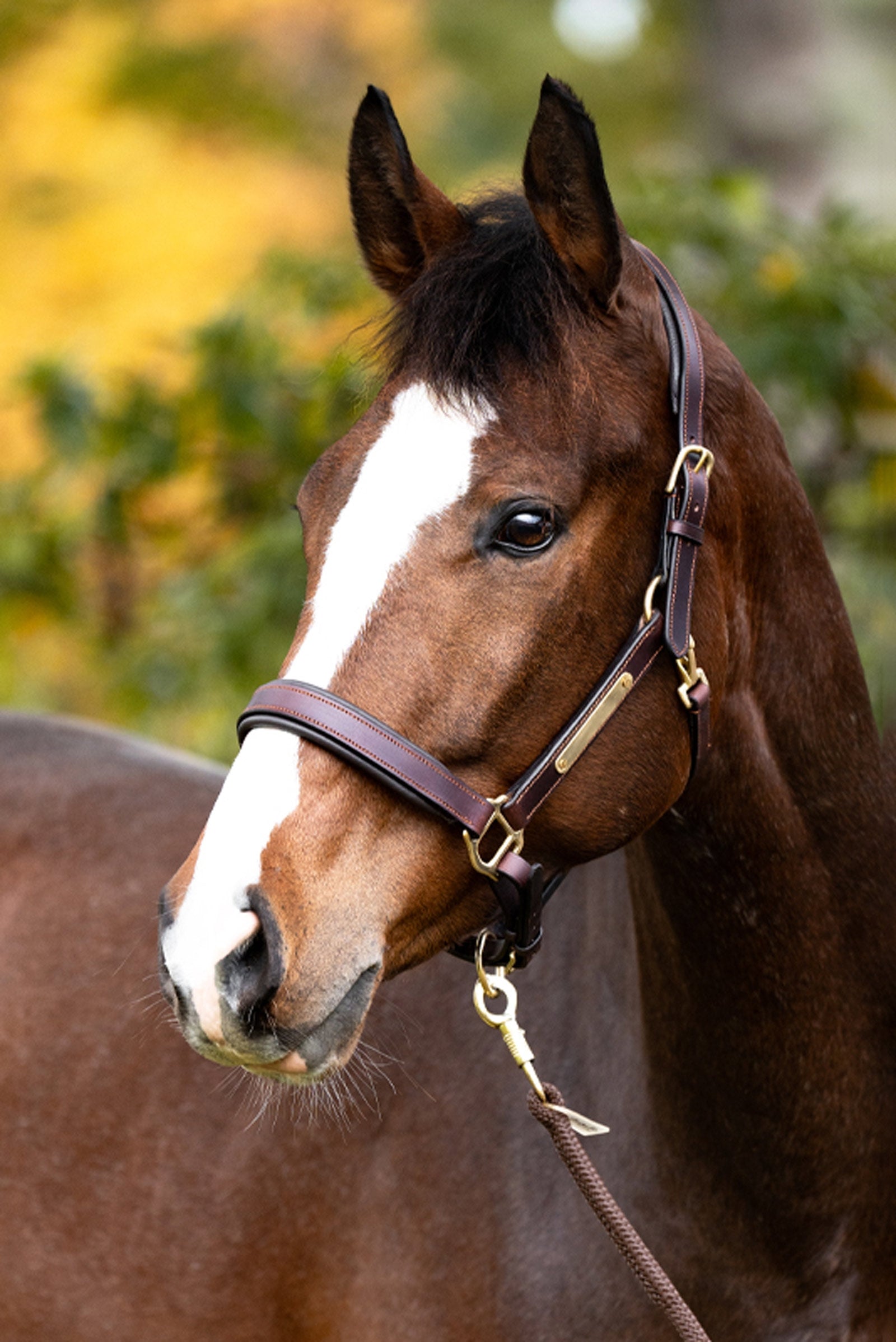 Kavalkade Leather halter Cinta Halters & Leads