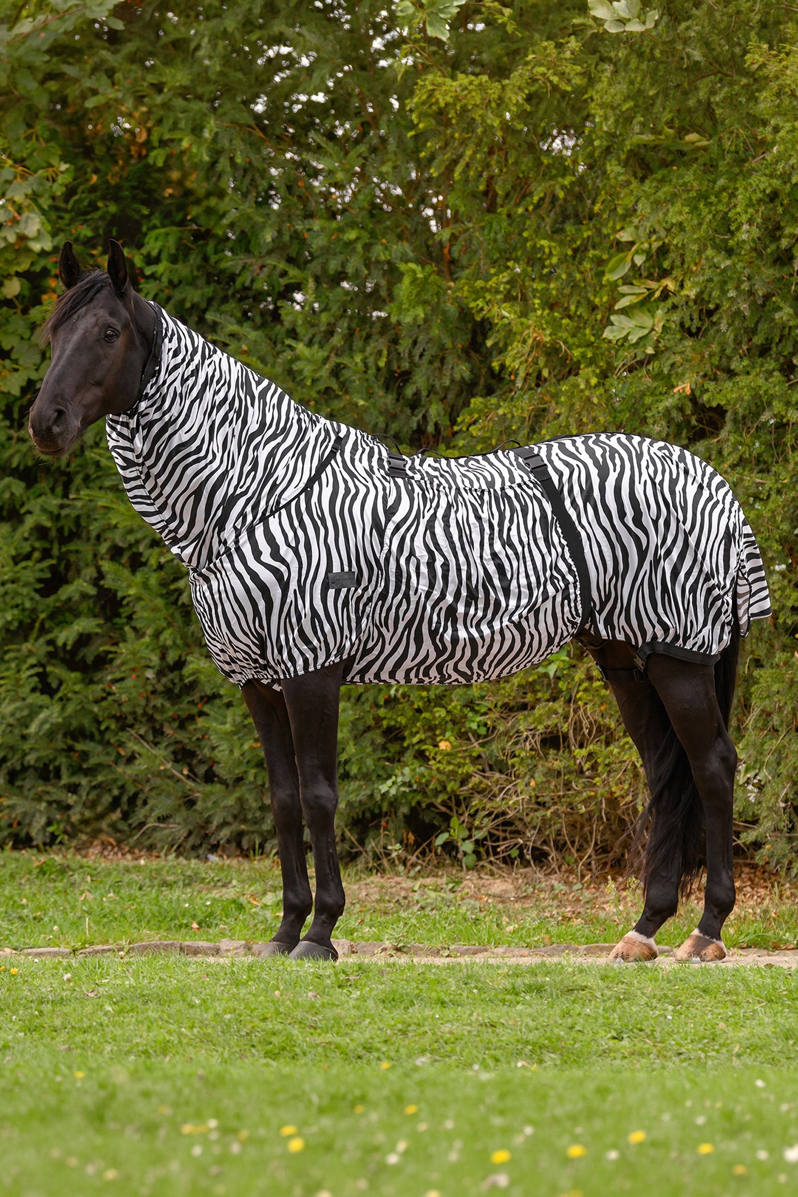 Waldhausen Basic manta antieczema zebra con protección UV Mantas Caballo