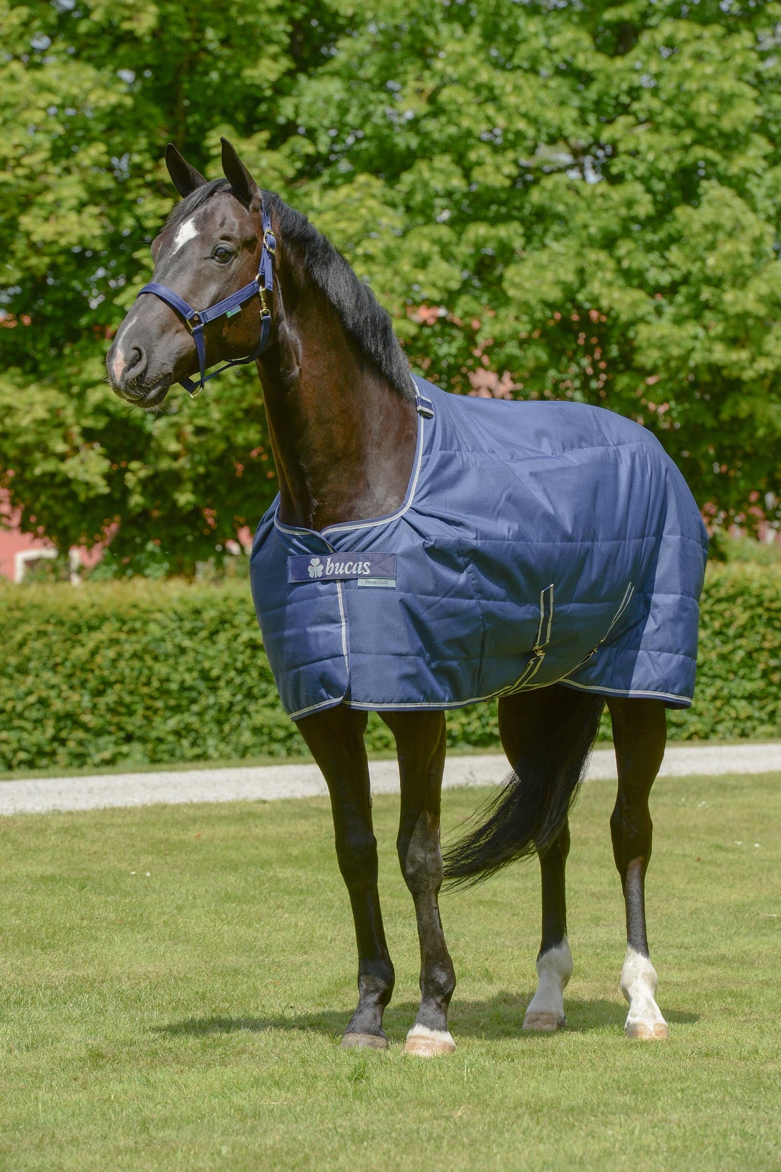 Bucas Quilt 150g SD Big Neck Horse Rugs