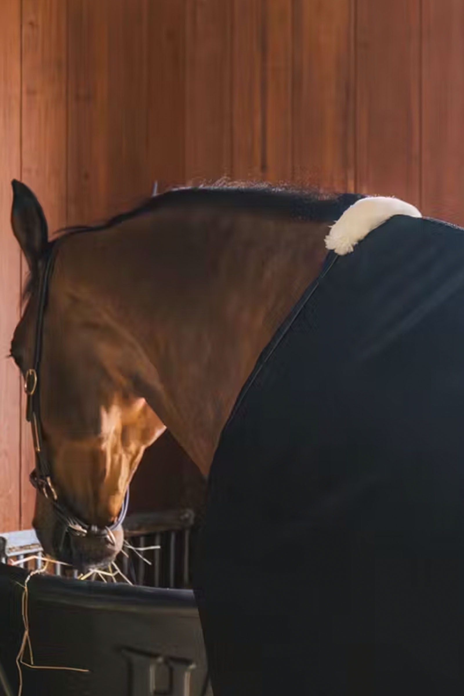 Kentucky Horsewear Mesh Fly Sheet Horse Rugs