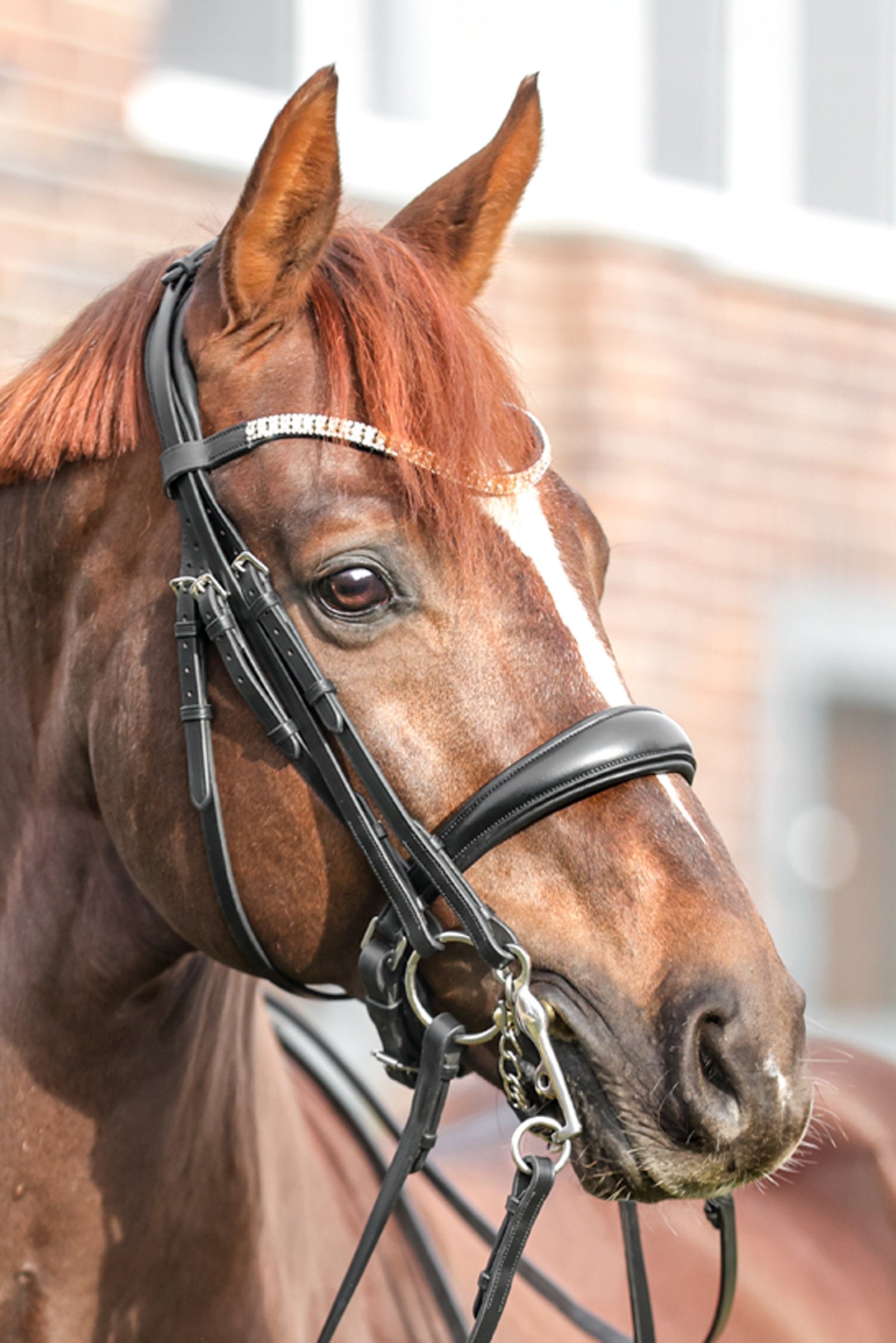 Kavalkade Sonya Weymouth Bridle Cabezadas de montar & Riendas