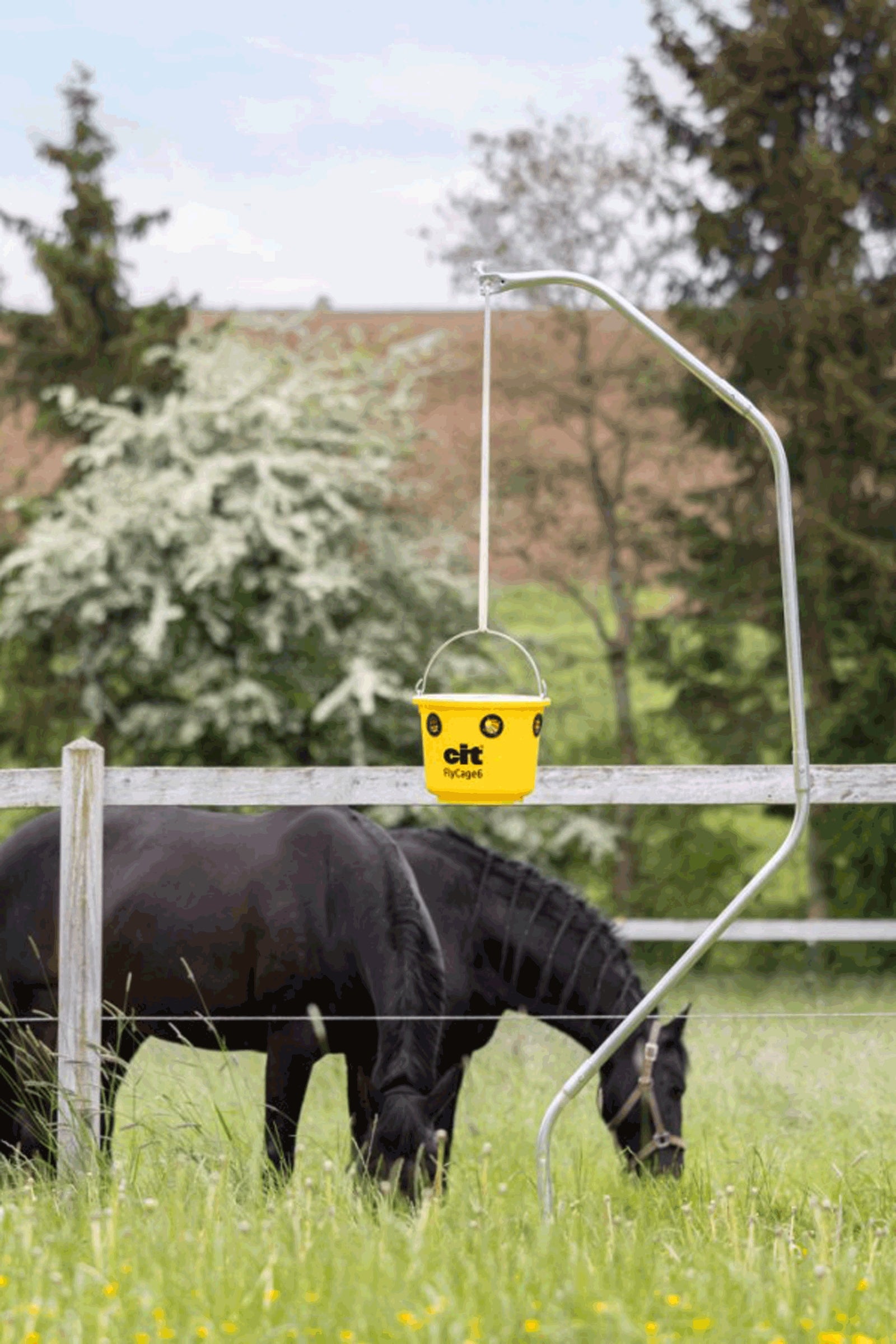 Kerbl Cit FlyCage 6 Fly Trap, Set incl. 750 g Attractant Antifly Protection for Horses