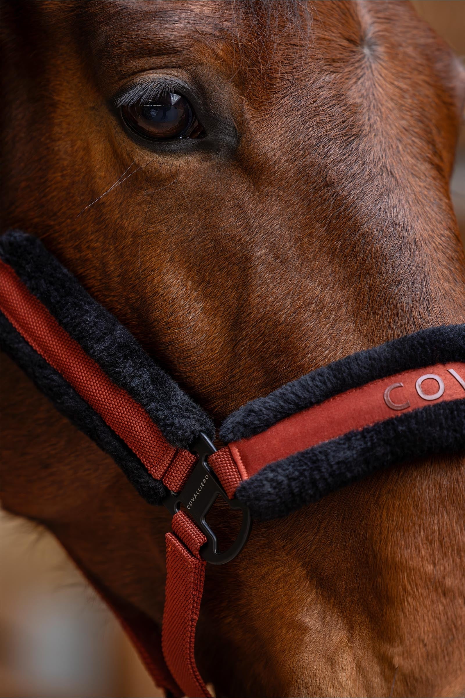 Covalliero Padded Halter Halters & Leads