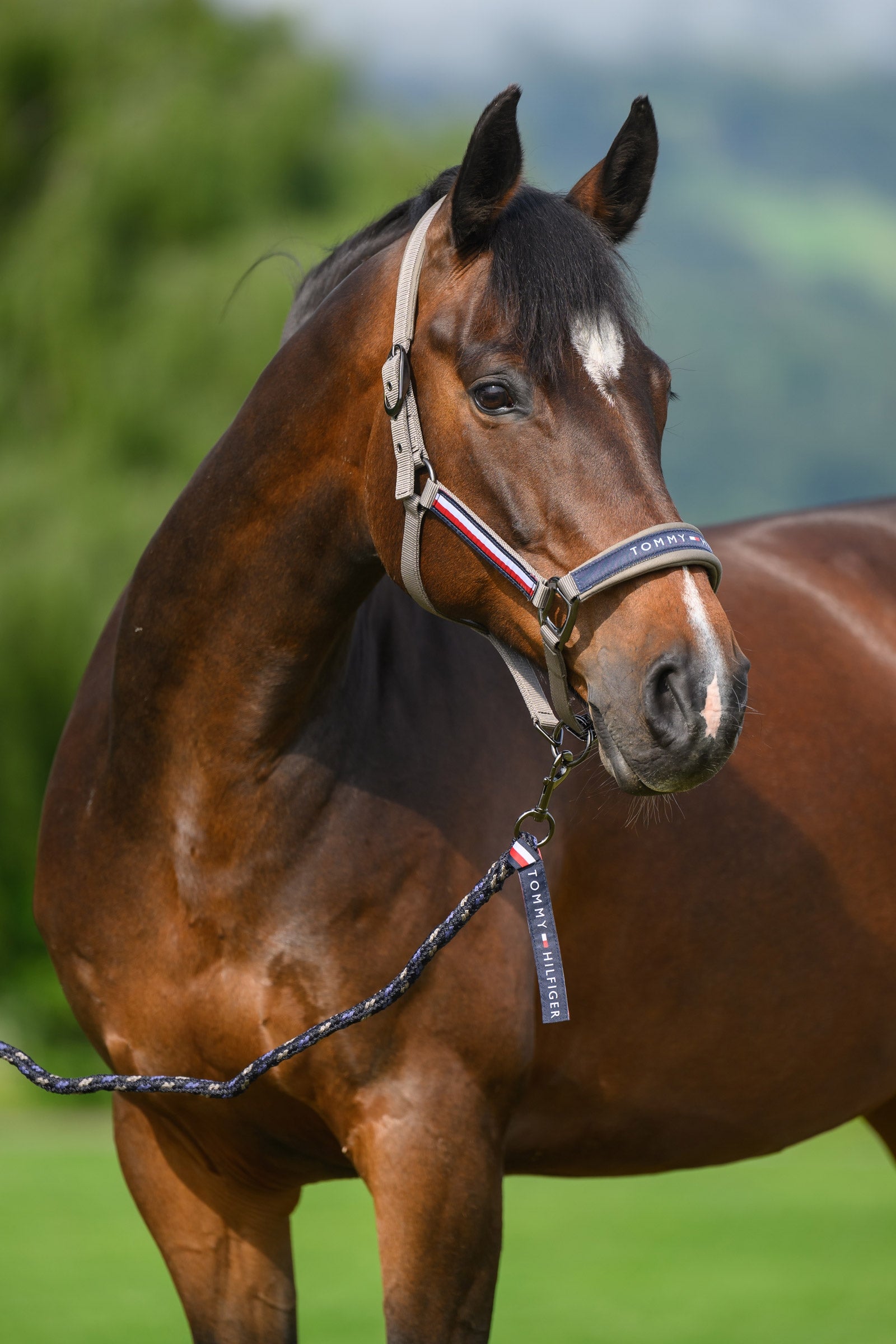Tommy Hilfiger Equestrian Yale set de cabezada y ramal Cabezadas de cuadra & Ramales