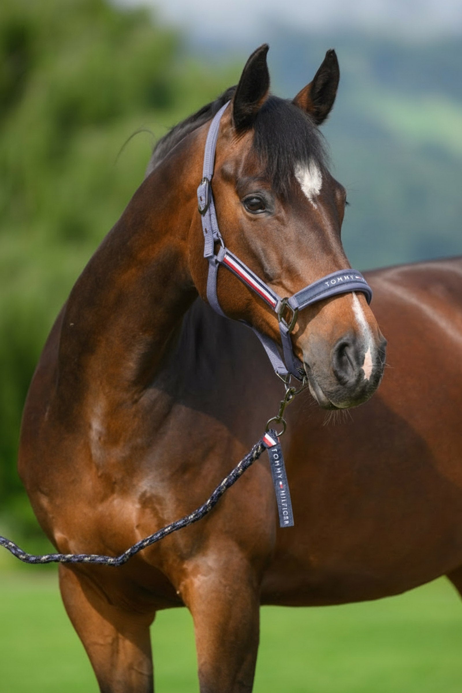 Tommy Hilfiger Equestrian Yale set de cabezada y ramal Cabezadas de cuadra & Ramales