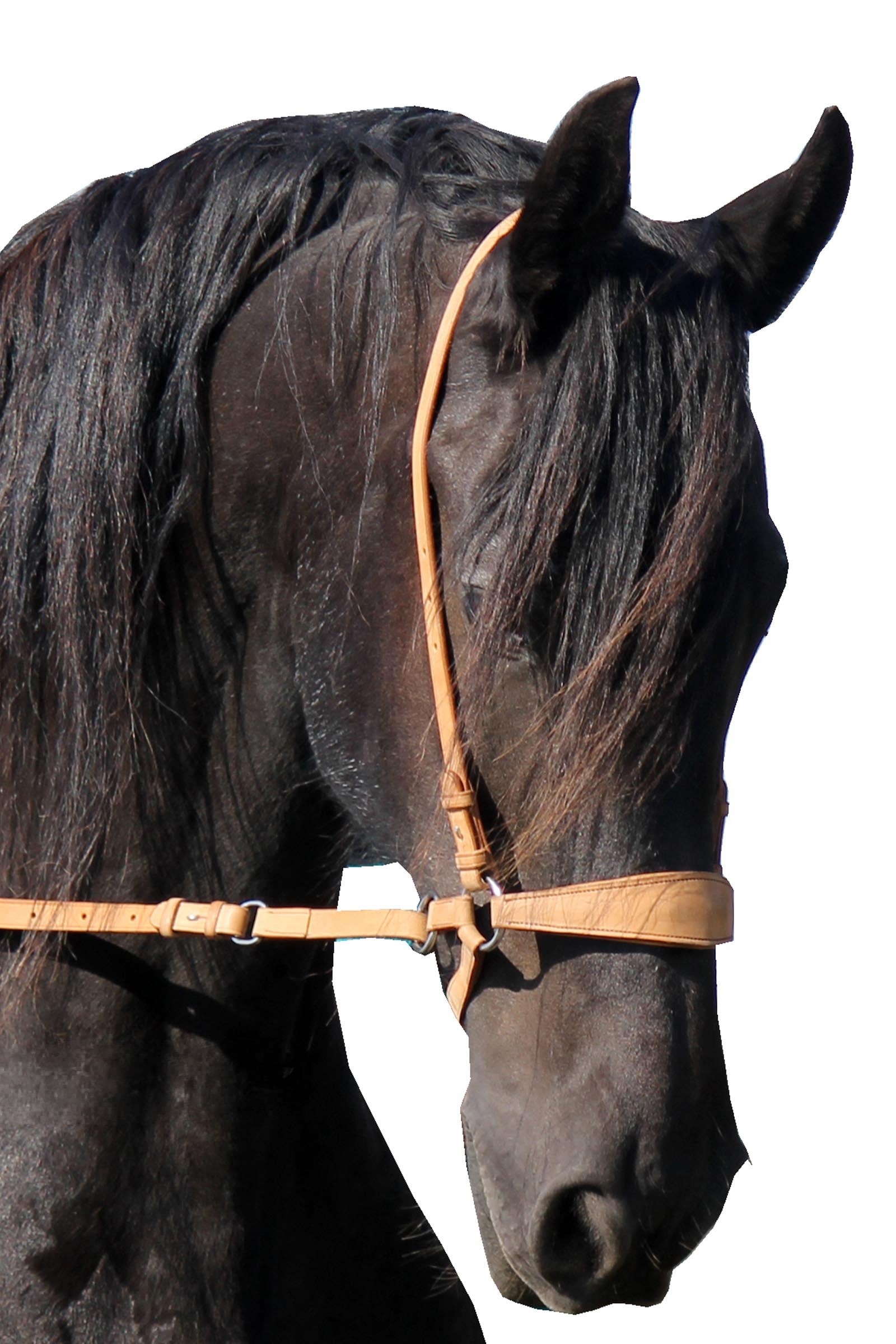 F.R.A. Freedom Riding Articles Lami Bitless Bridle (System 4) w/ Reins & Studhook Connect Bridles & Reins