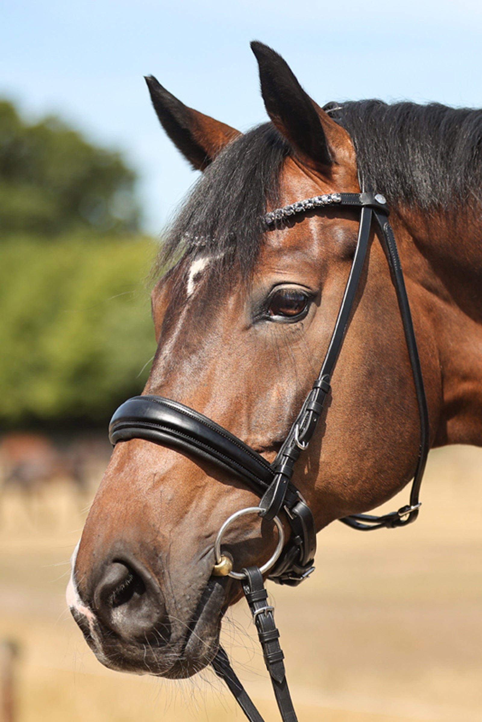Kavalkade Ayana KavalSH4 Bridle Bridles & Reins