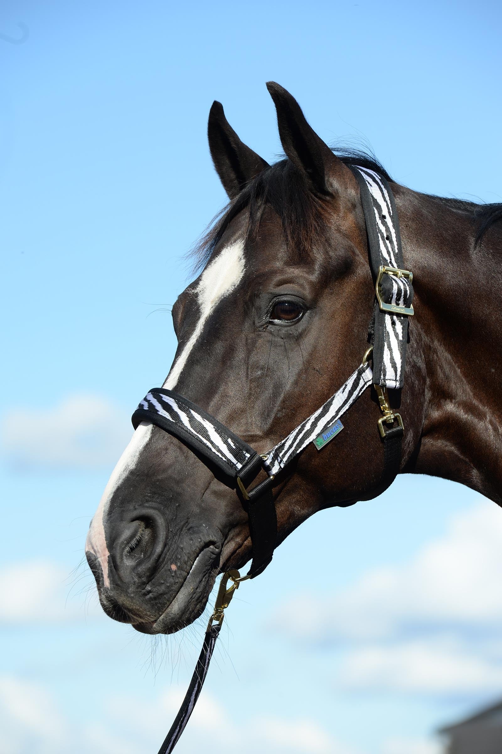 Bucas Comfort Halter Halters & Leads