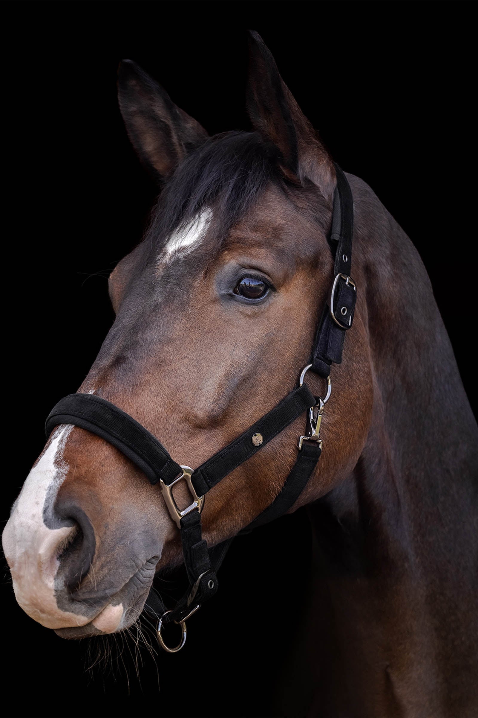 Waldhausen St. Gallen Halter Halters & Leads