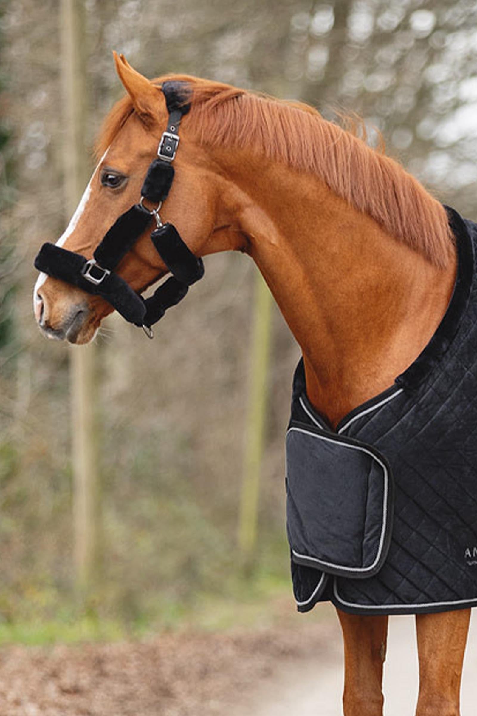 Anky ANKY Victory Show Rug, 200 g Horse Rugs