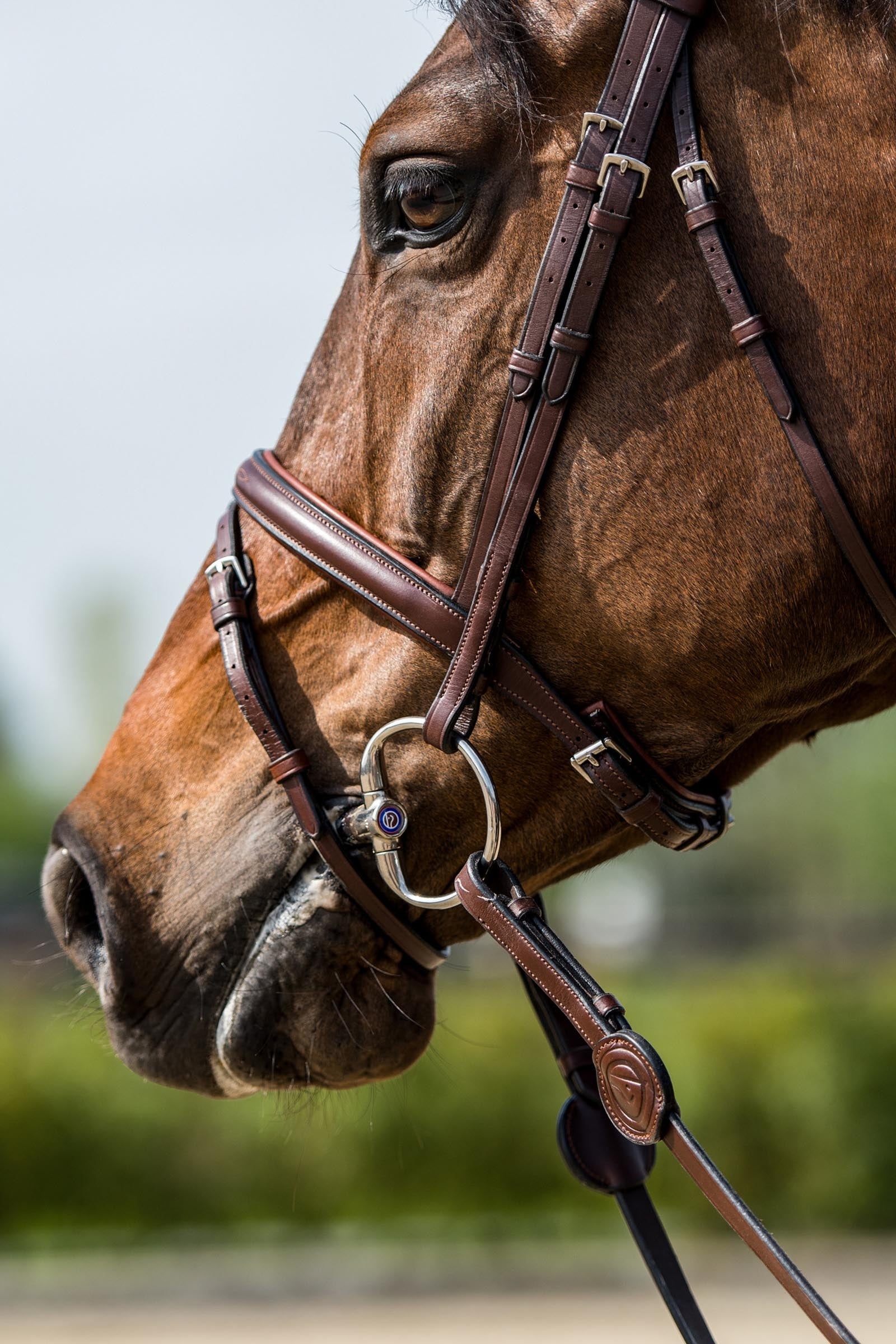 Trust Equestrian Calgary Combined Noseband Bridle Bridles & Reins