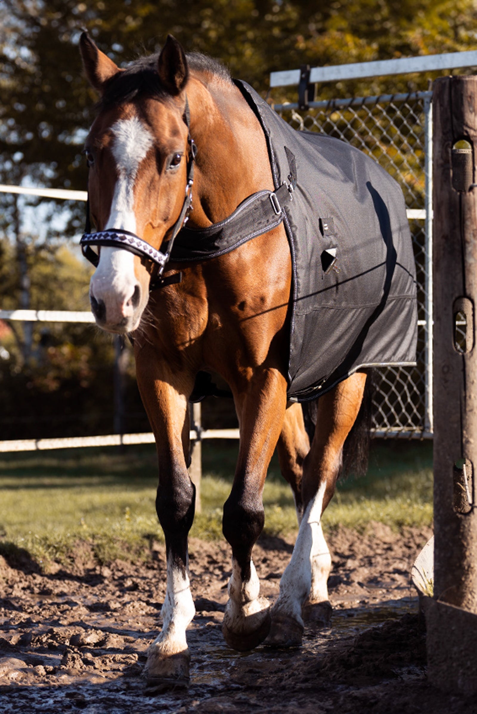 Kavalkade Halifax 2in1 Turnout and Walker Rug 200g Horse Rugs