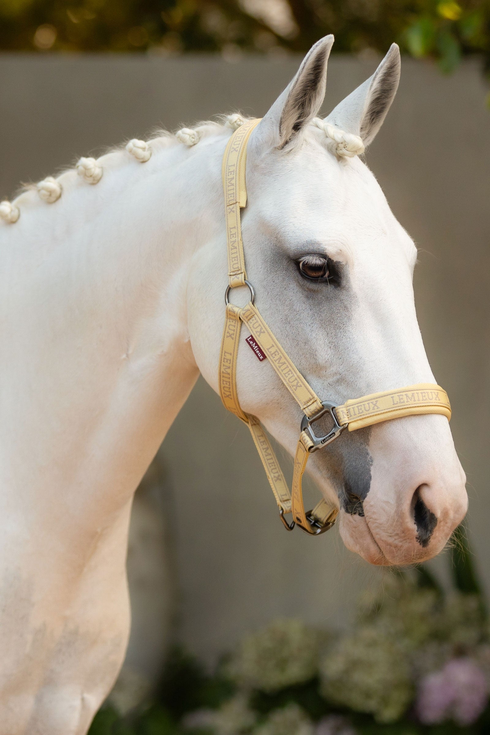 LeMieux Logo Headcollar Halters & Leads