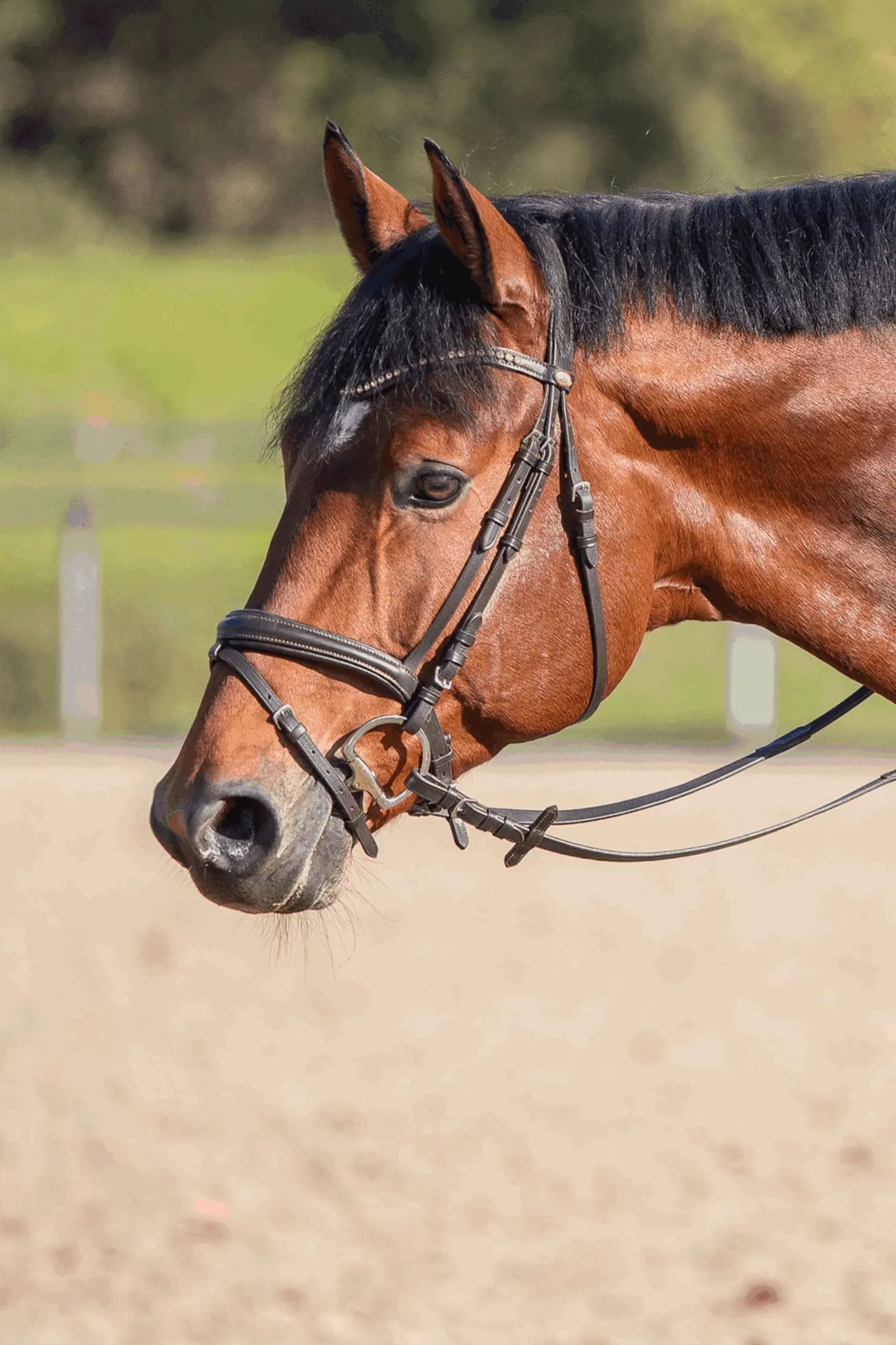 Sprenger Novocontact Eggbutt Bit 14mm Single Jointed Sensogan D-Shaped Rings Horse Bits