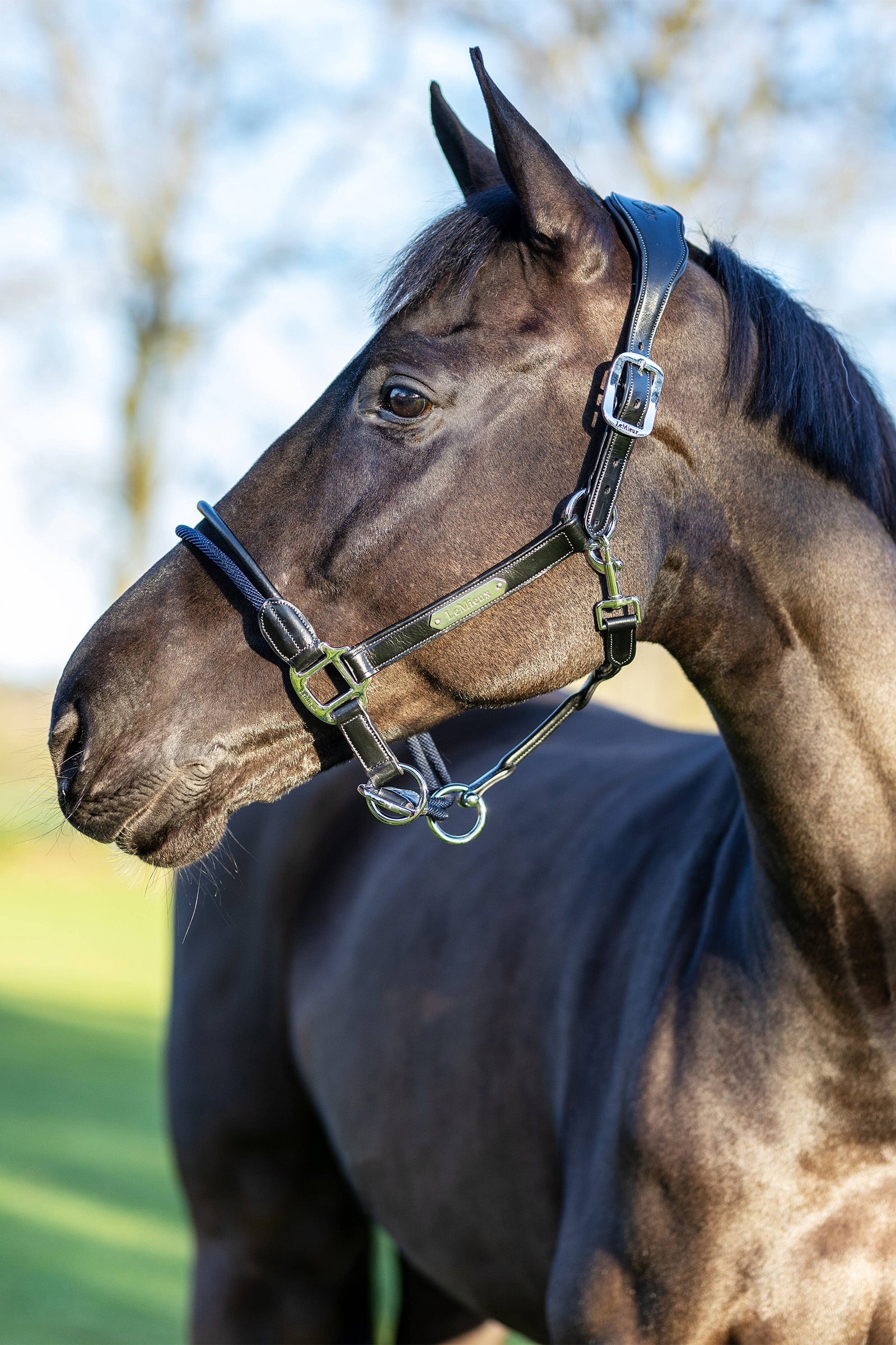 LeMieux Rope Control Headcollar Halters & Leads