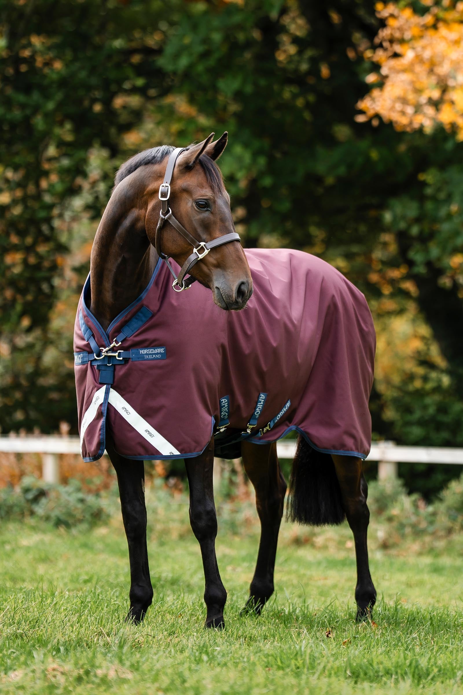 Horseware Amigo 1200D Turnout Rug, 100 g Horse Rugs
