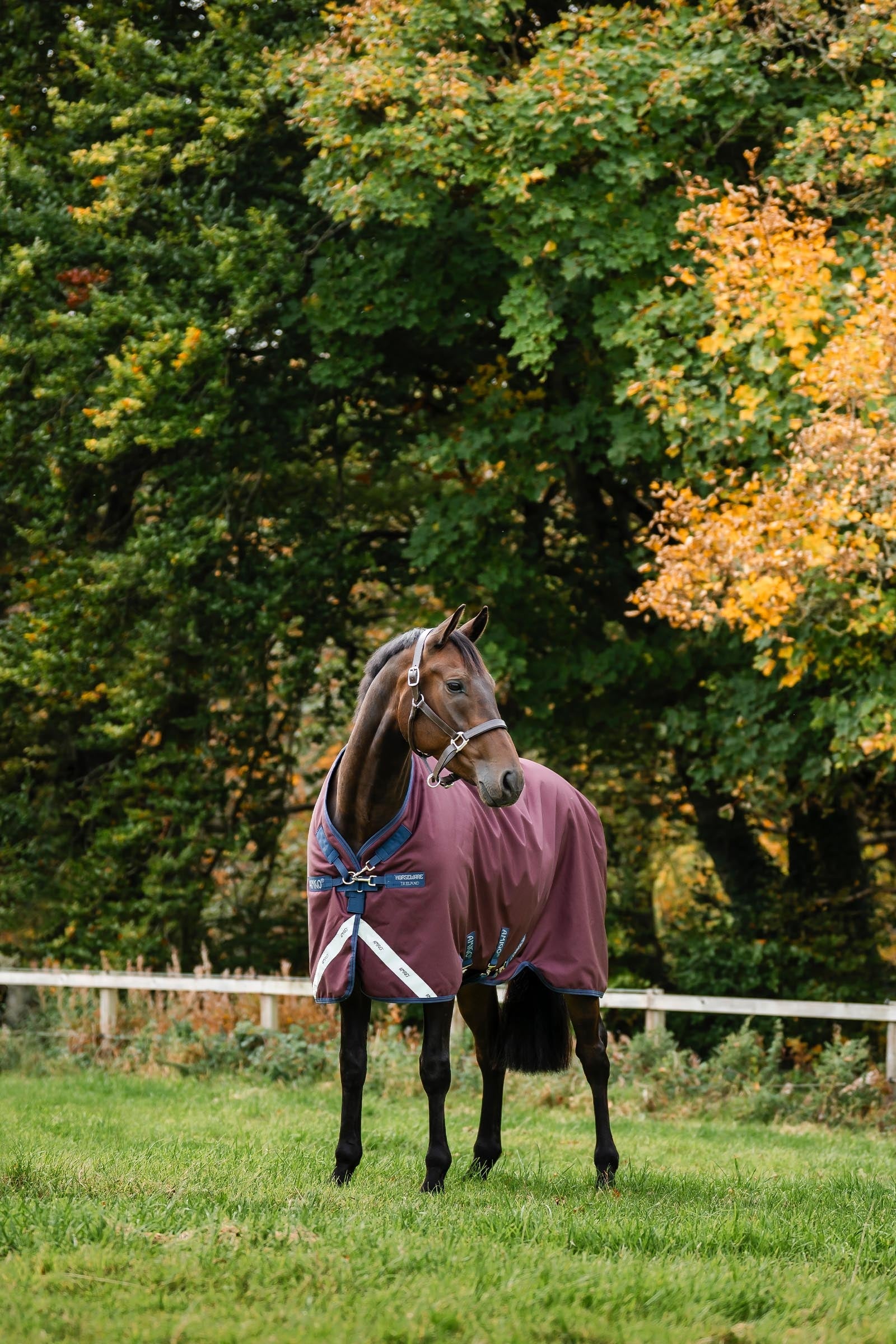 Horseware Amigo 1200D Turnout Rug, 100 g Horse Rugs
