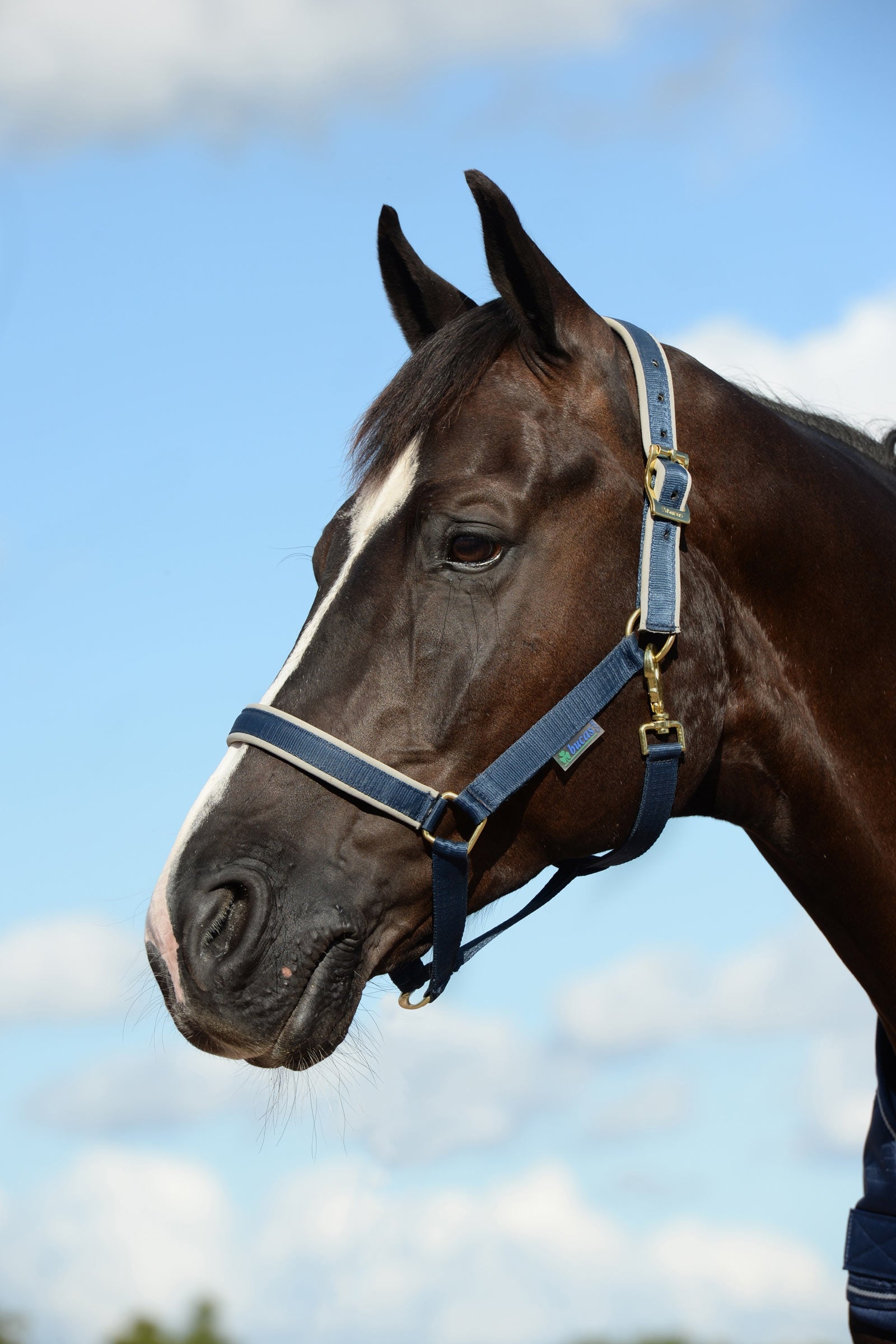 Bucas Cabezada de Cuadra Acolchada Dublin Luxury Cabezadas de cuadra & Ramales