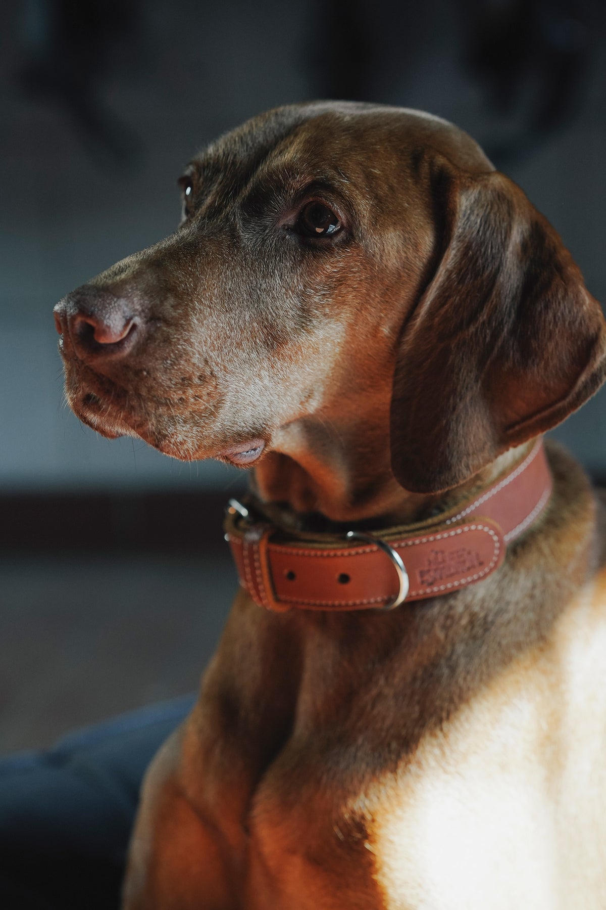 Eskadron Hunter x ESKADRON CRAFT Dog Collar Dog Accesories