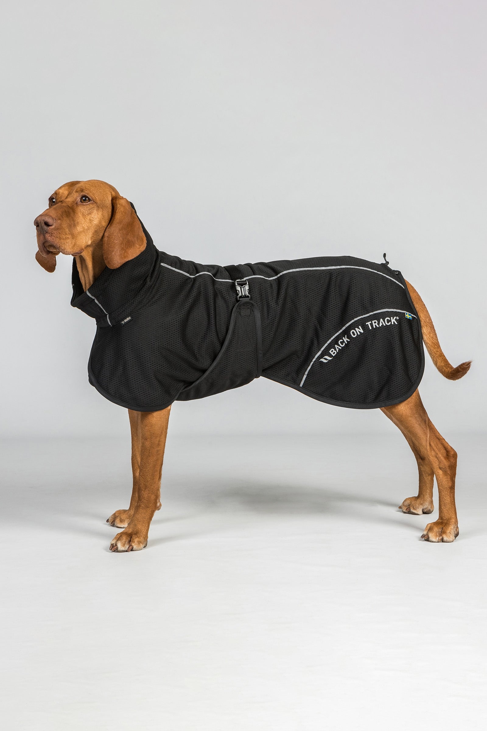 Back on Track Bay Mesh Dog Coat, High Set Tail Dog Accesories