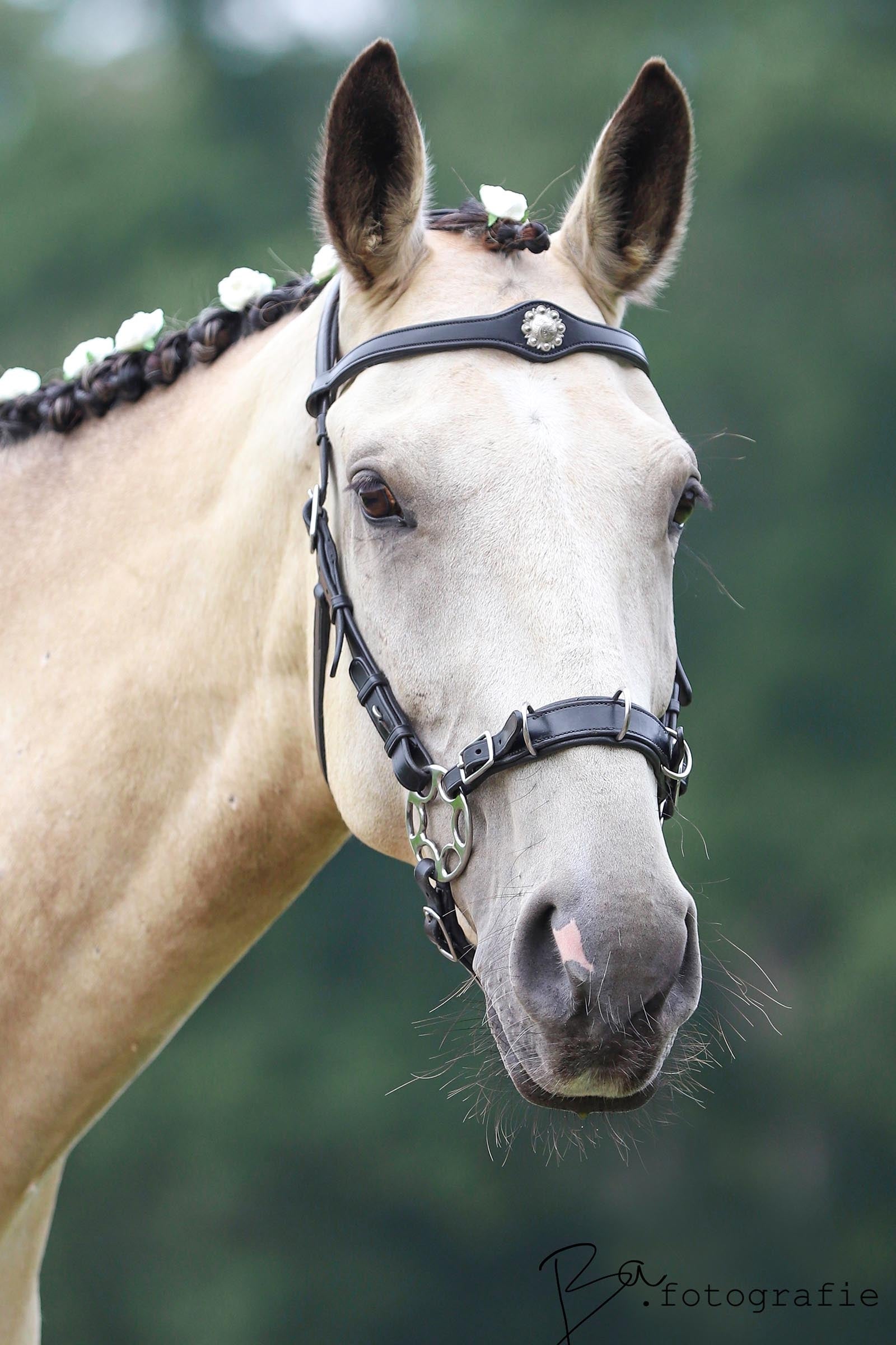 F.R.A. Freedom Riding Articles Caval Compl. Cavemore Bridle (Syst.2) w/ Scissors & Reins Bridles & Reins