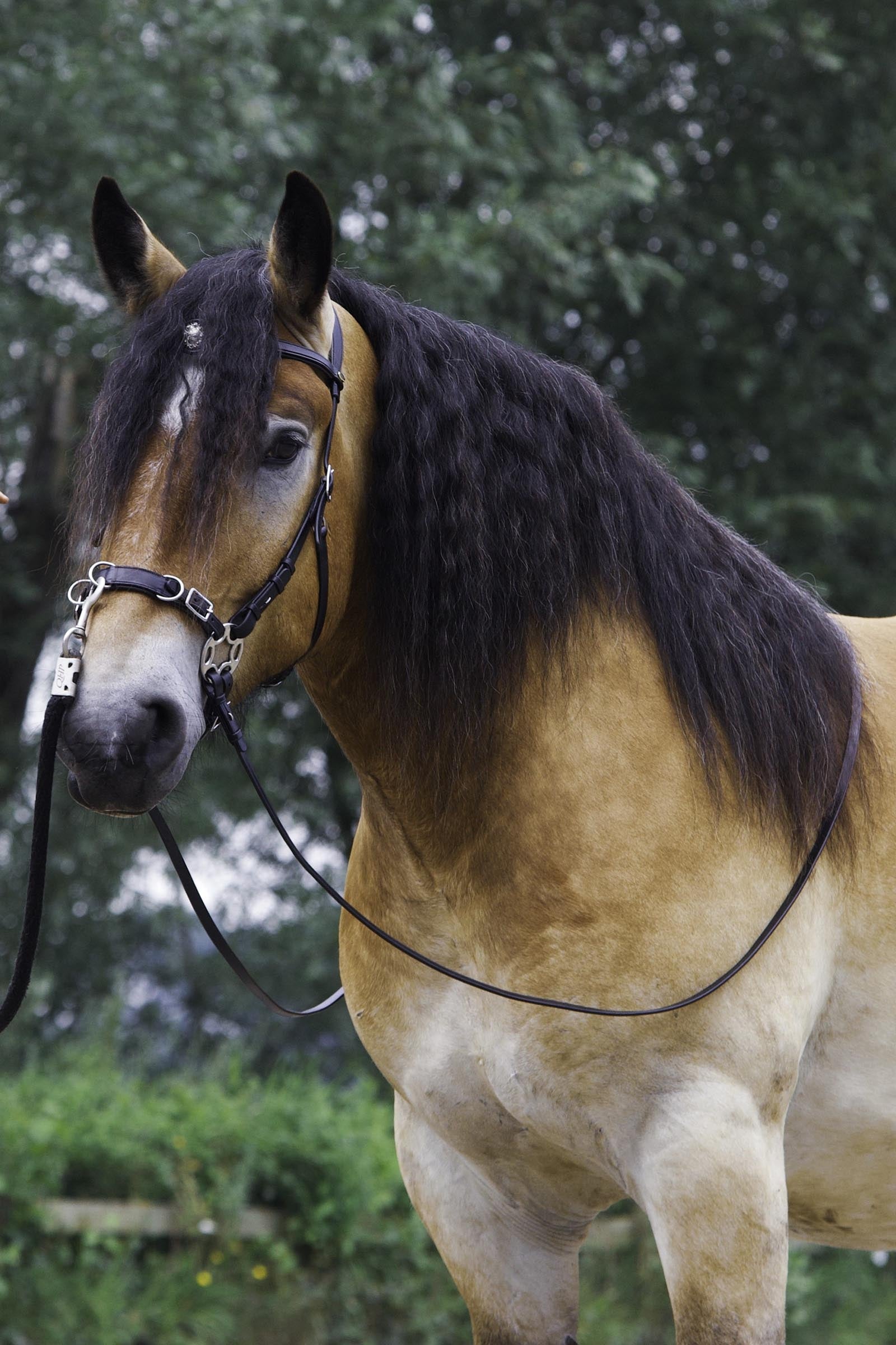 F.R.A. Freedom Riding Articles Caval Compl. Cavemore Bridle (Syst.2) w/ Scissors & Reins Bridles & Reins