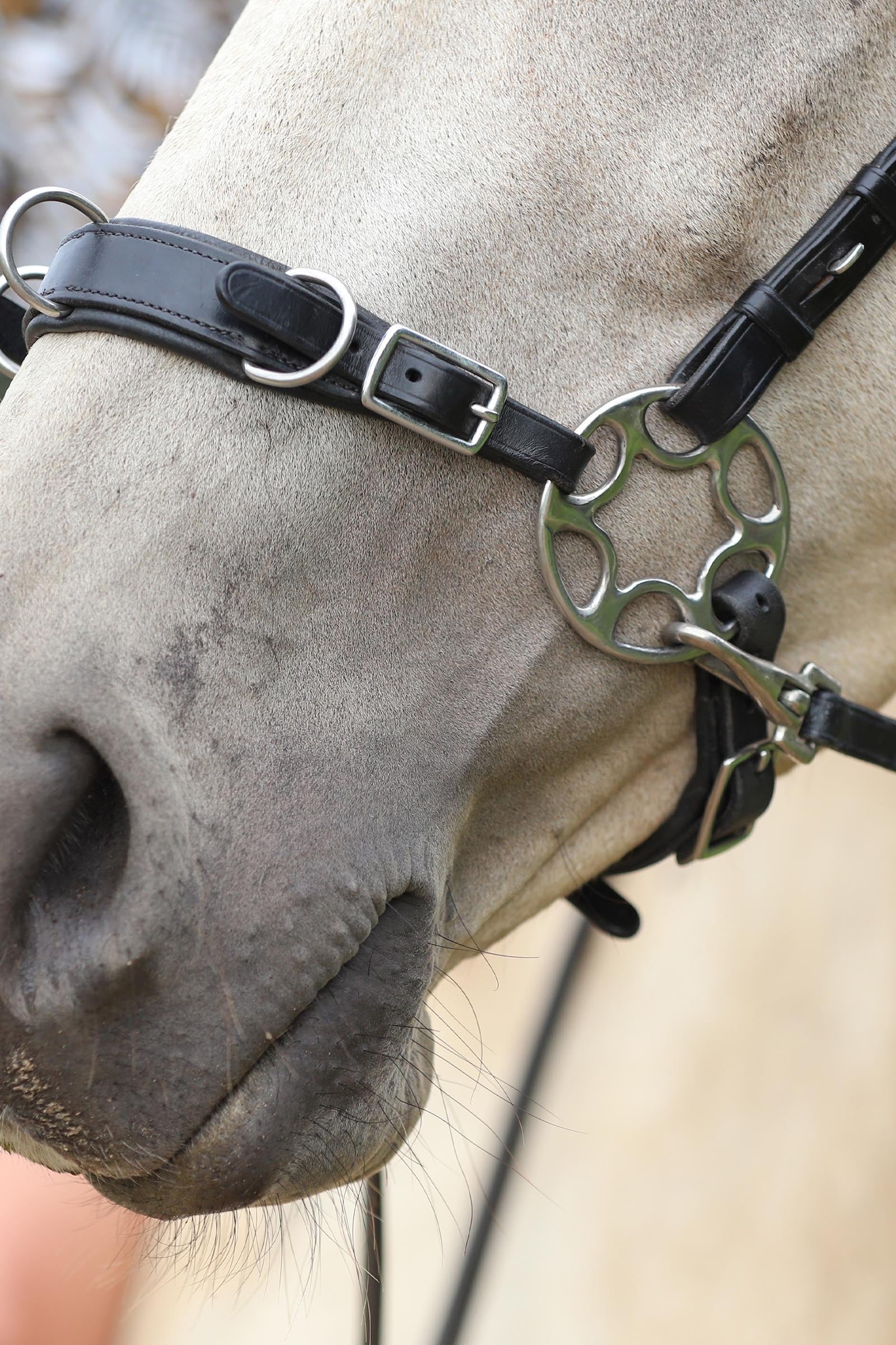 F.R.A. Freedom Riding Articles Caval Compl. Cavemore Bridle (Syst.2) w/ Scissors & Reins Bridles & Reins