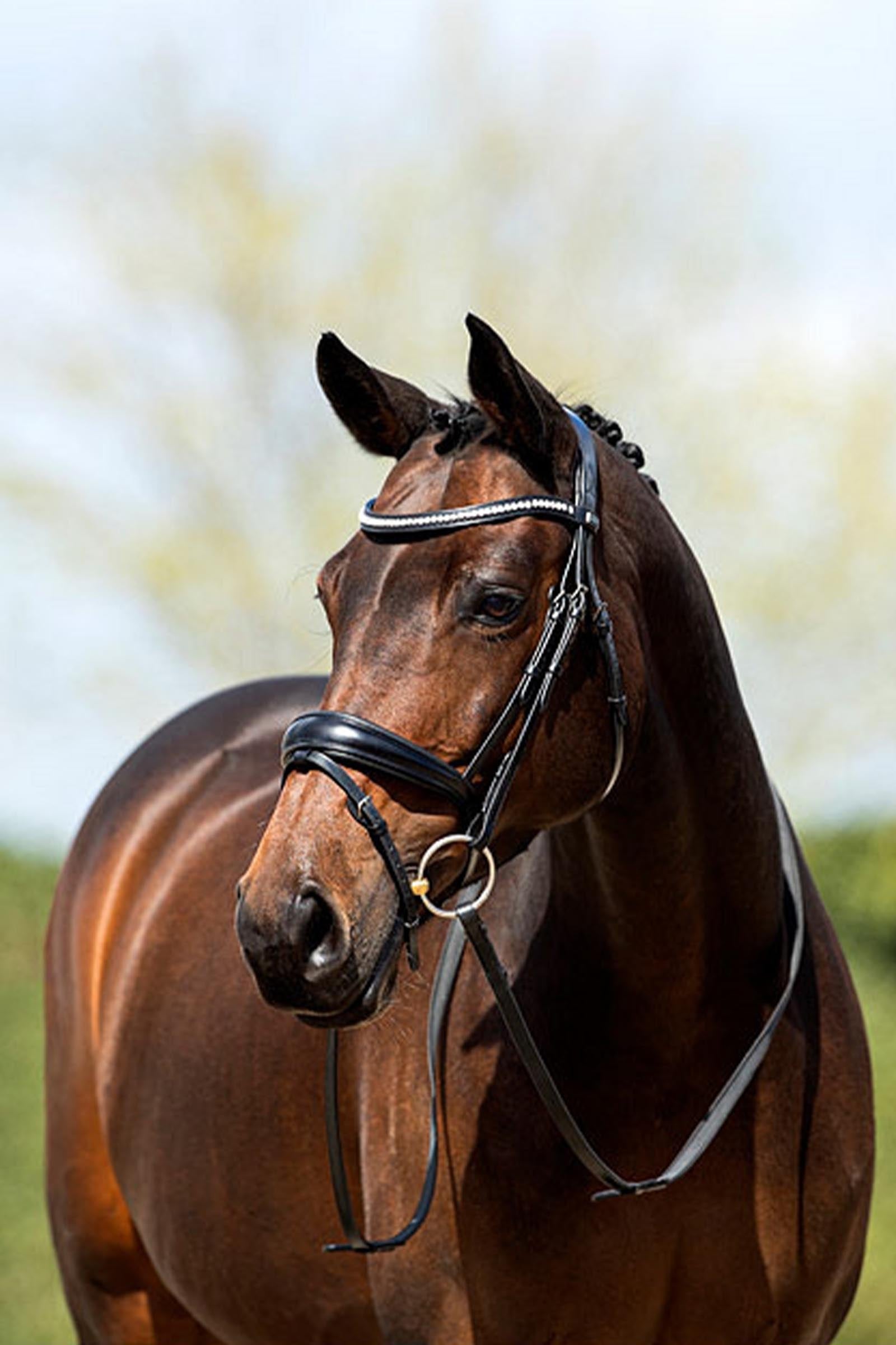 Anky ANKY Anatomic Bridle With Flash Noseband, Padded Bridles & Reins