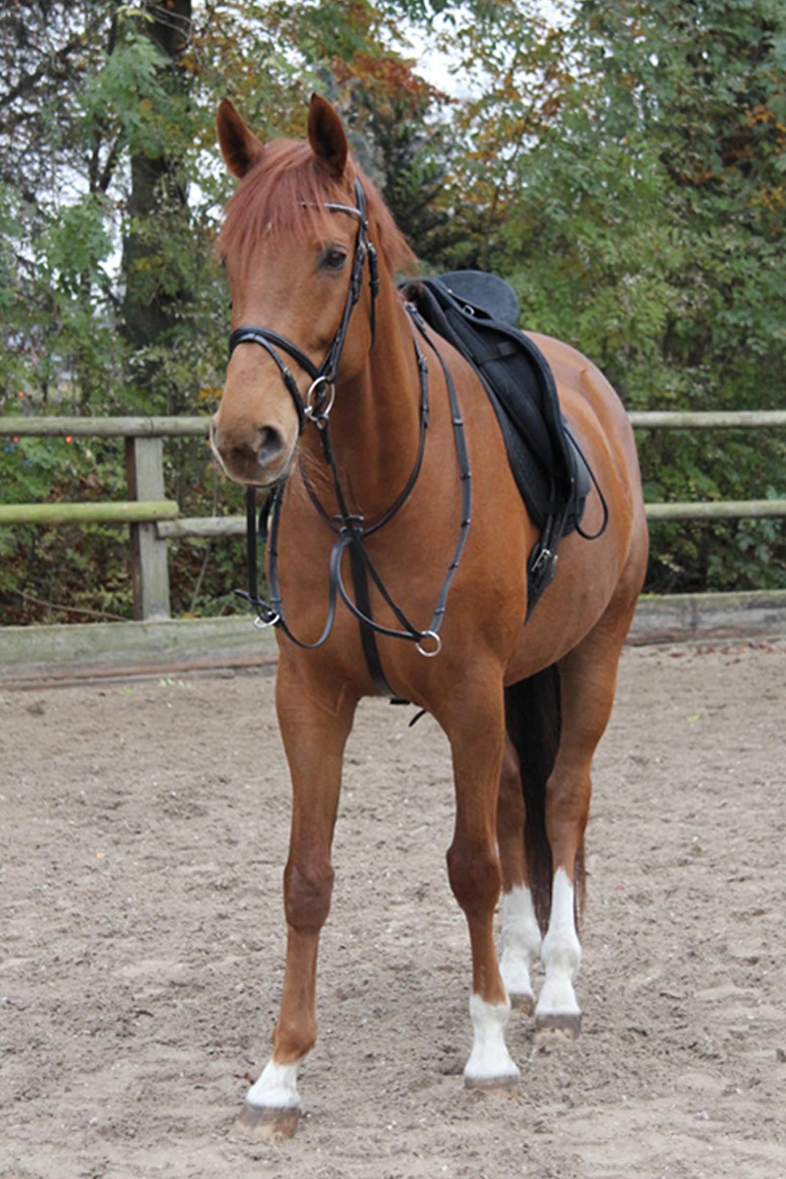 Star Martingale Bridles & Reins