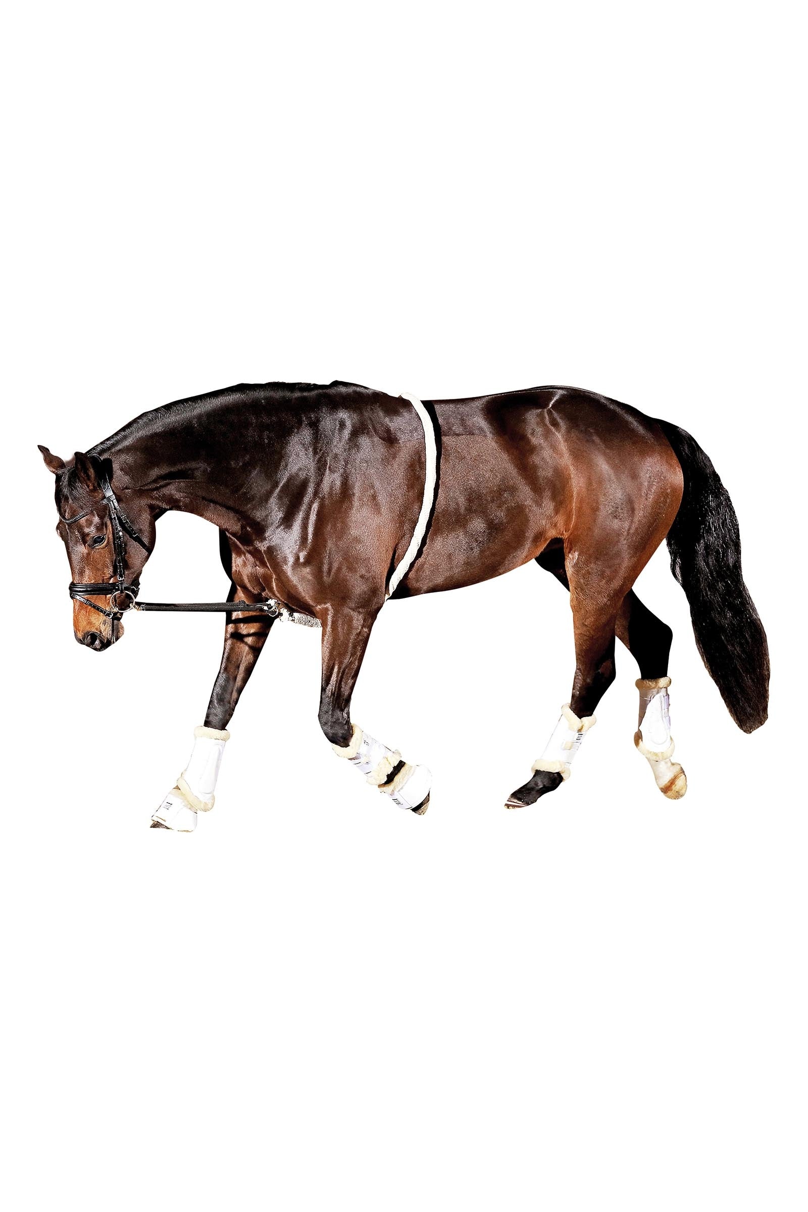 Horse Guard HorseGuard Soft Lunging Aid Horse Training