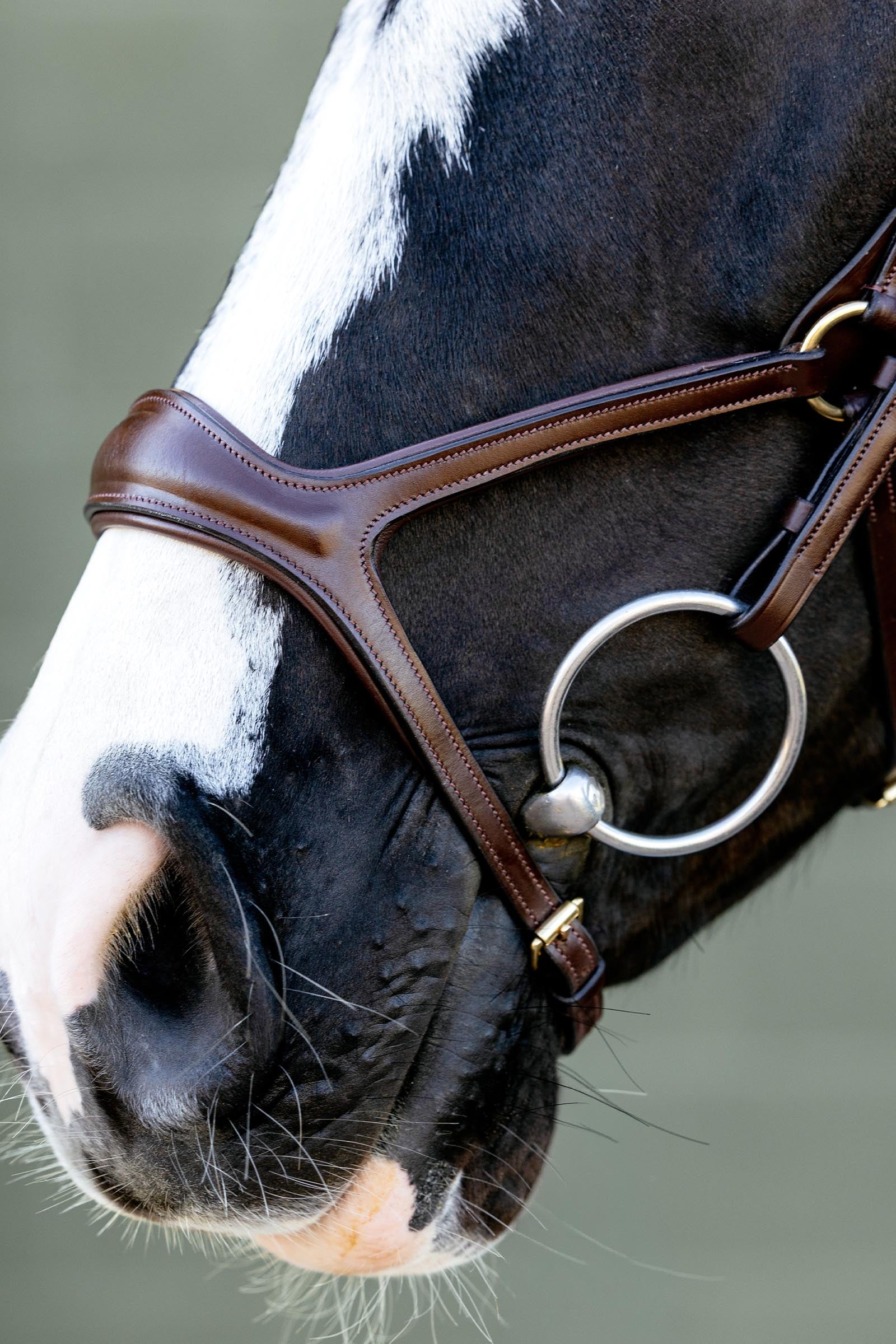 LeMieux Kudos Sport Bridle Bridles & Reins