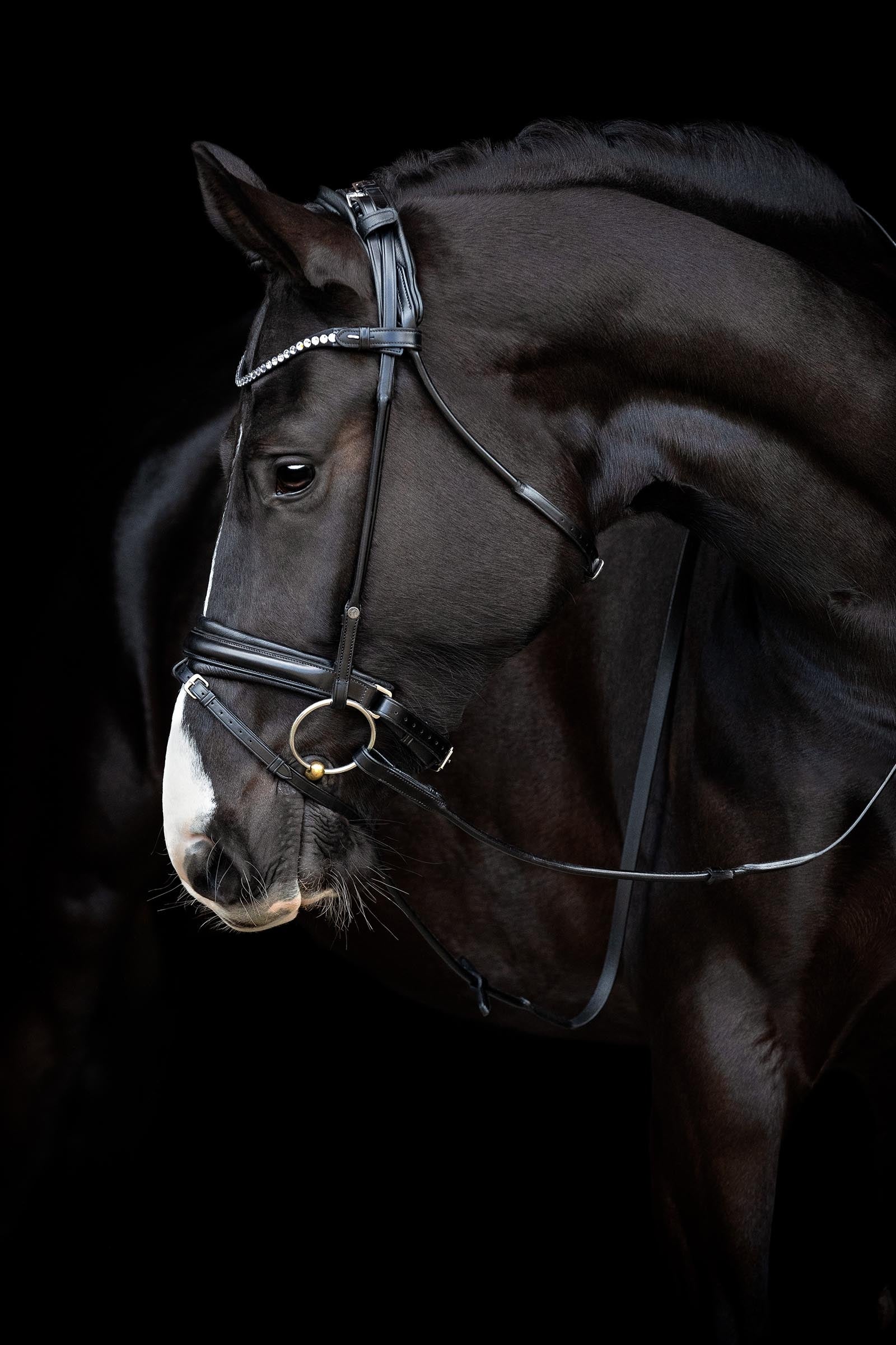 Catago Shay Round Stitched Bridle With Flash Bridles & Reins