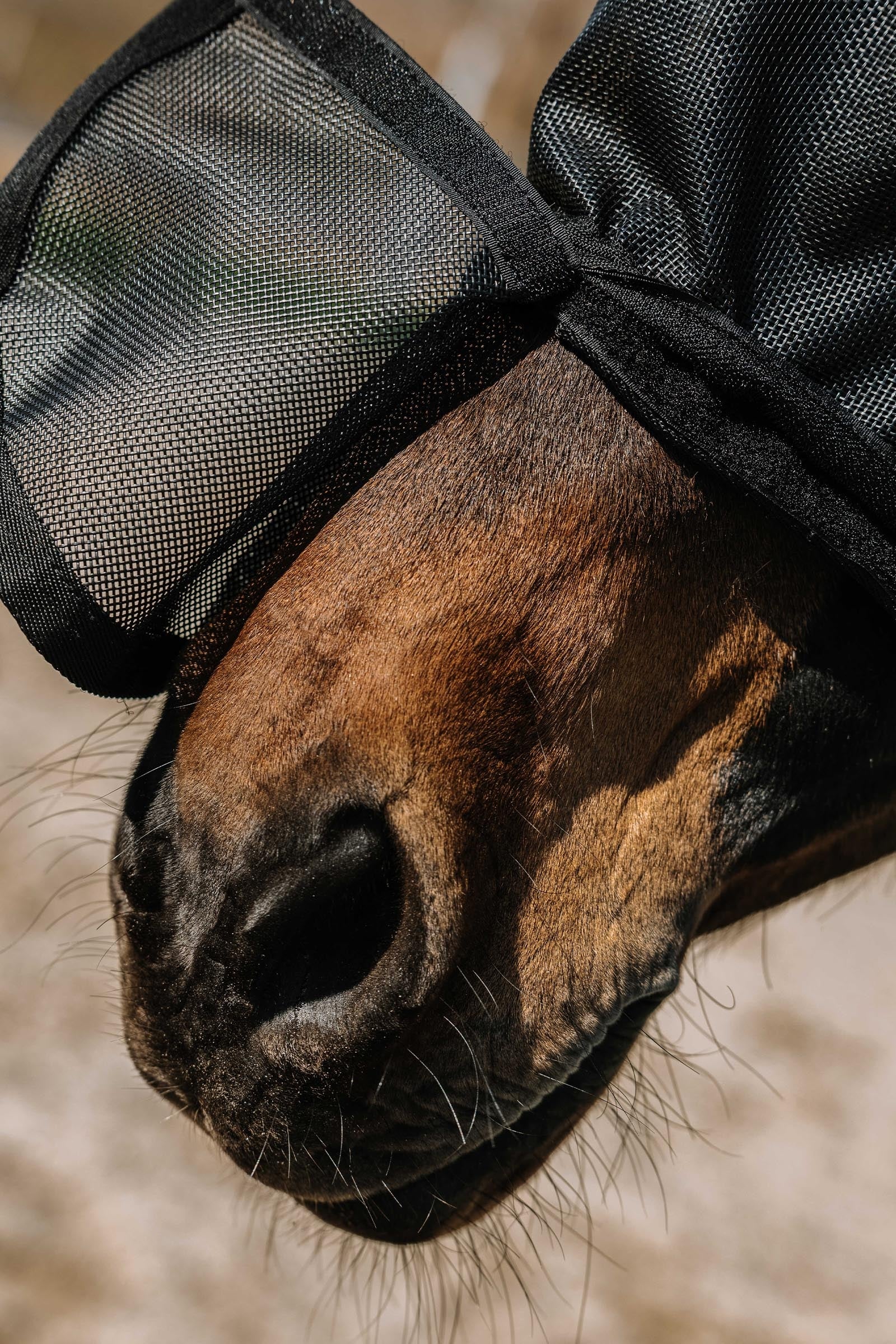 EQUITHÈME Protec Fly Mask/ UV Mask Antifly Protection for Horses