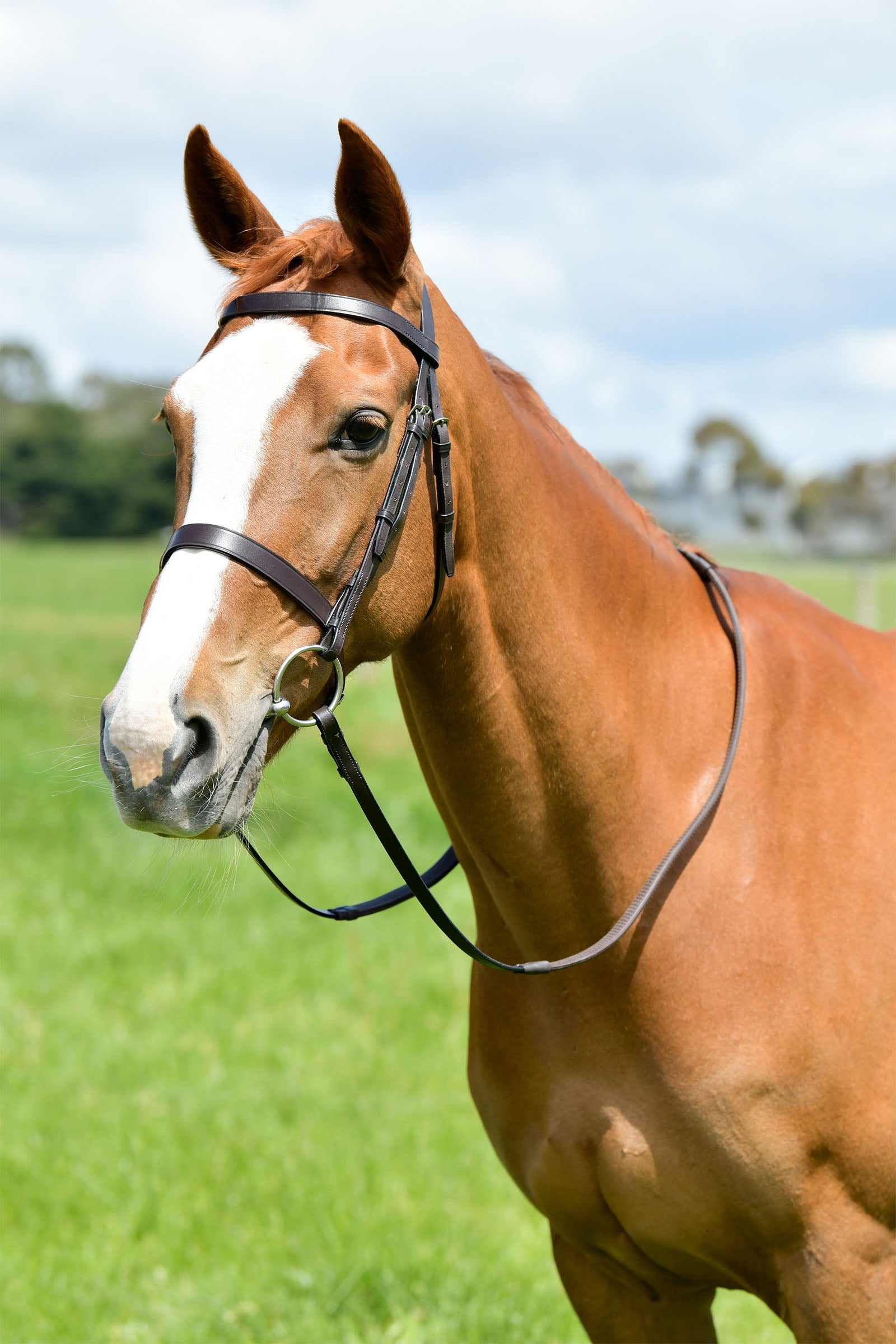 Kincade Classic cabezada de caza plana con riendas Cabezadas de montar & Riendas