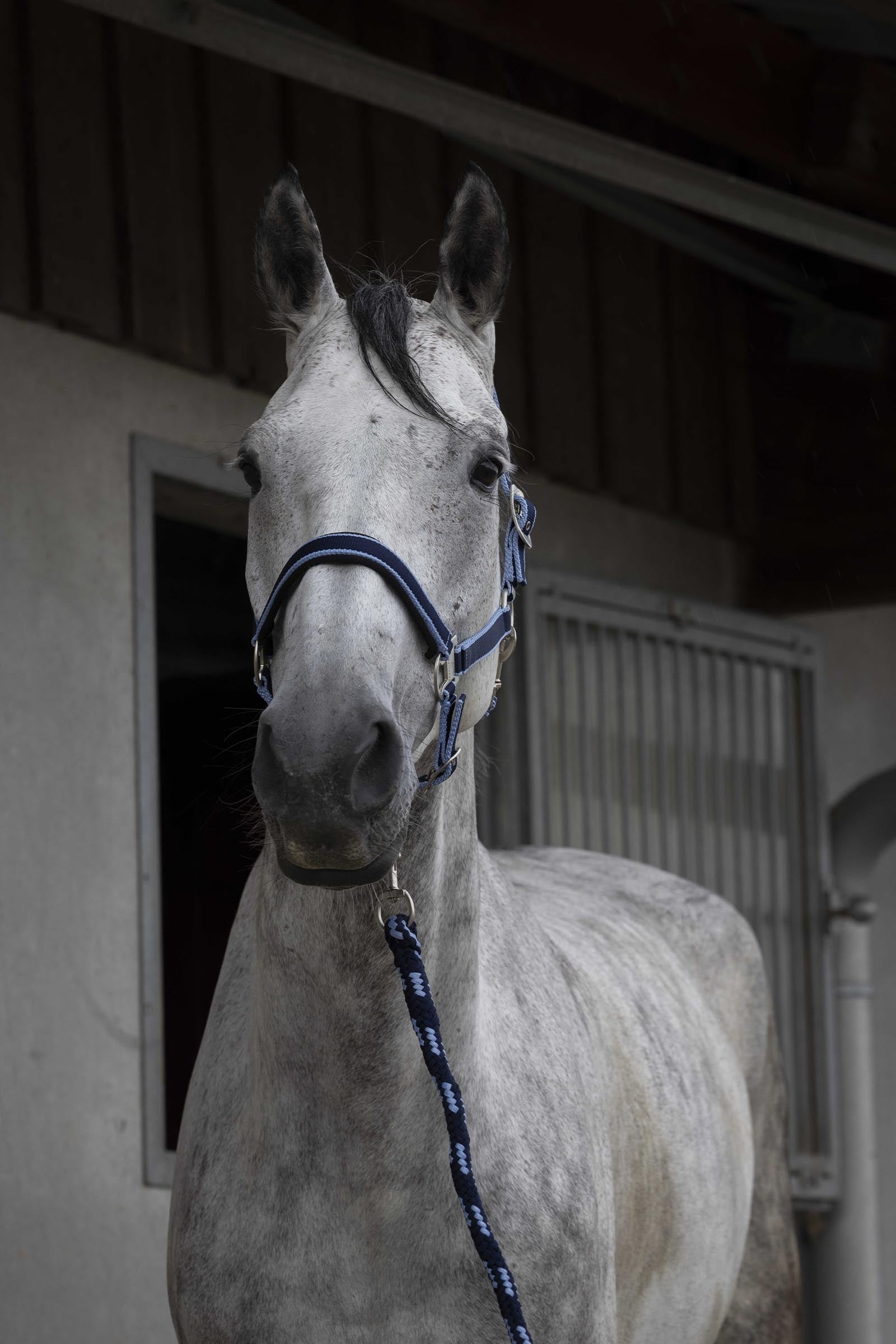 EQUITHÈME Satin Halter + Lead Halters & Leads