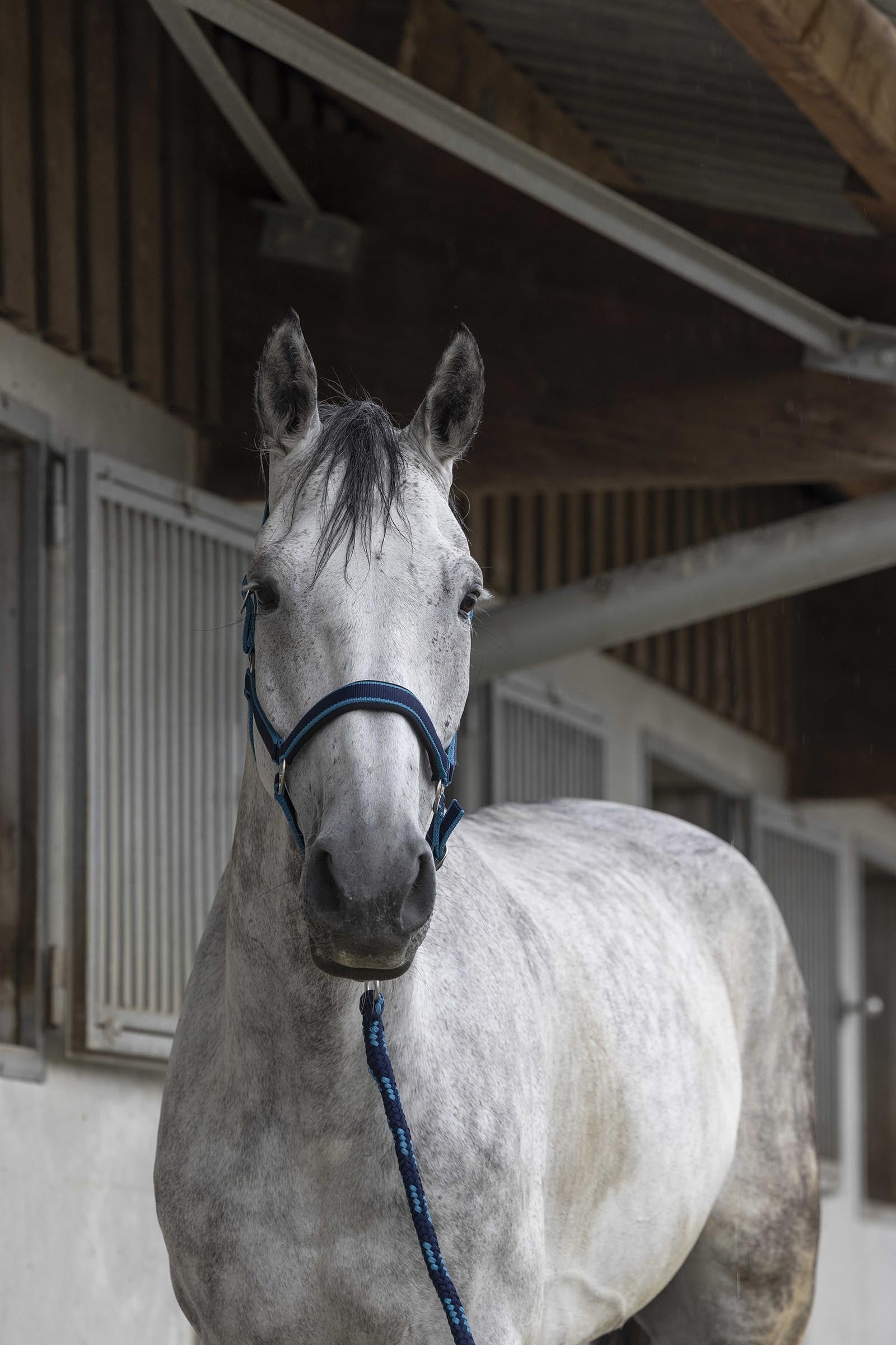 Equi Theme EQUITHÈME Satin Halter + Lead Halters & Leads