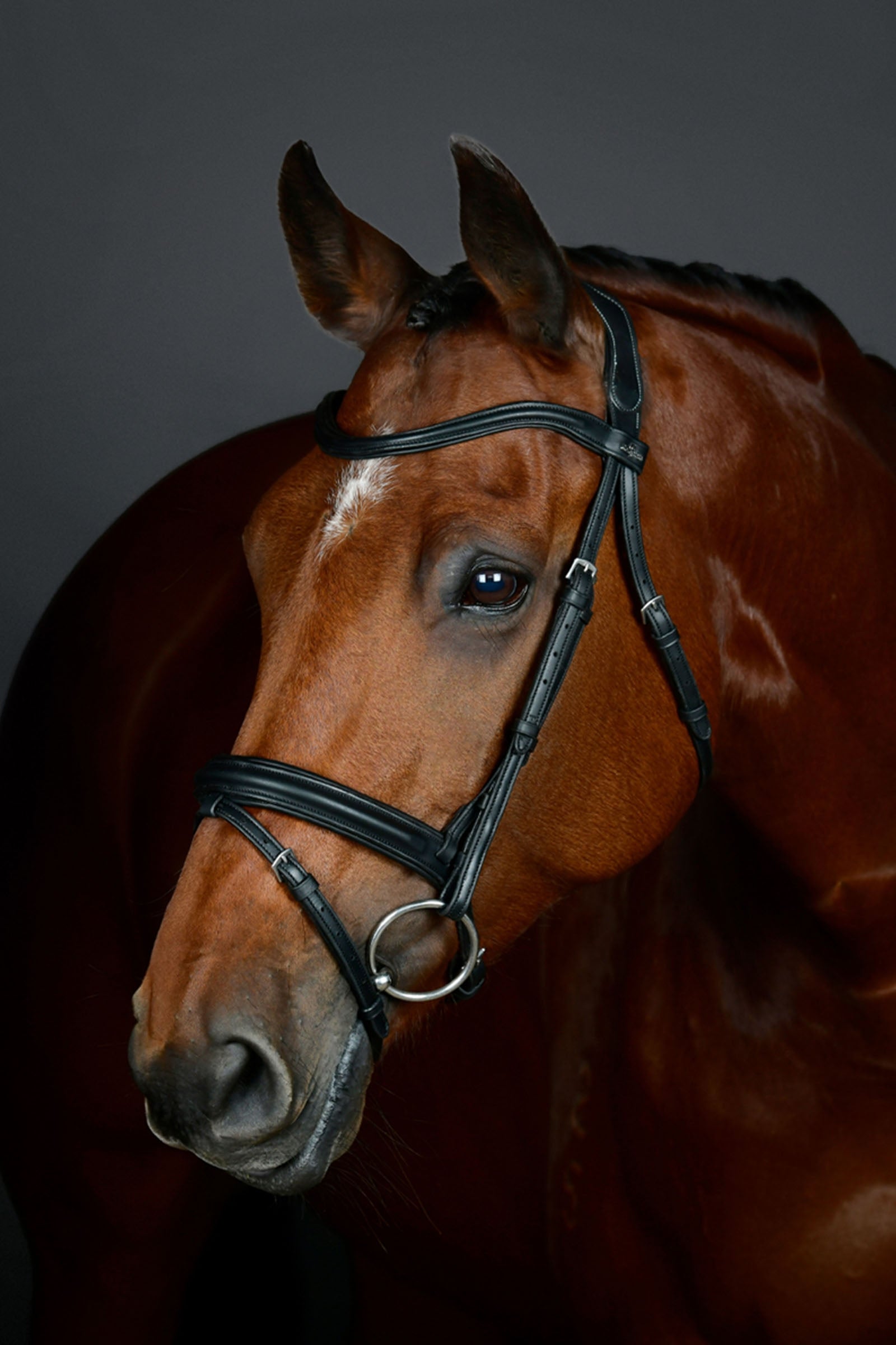 Collegiate Comfitec Opulux cabezada sencilla acolchada con muserola combinada tipo hannoveriano Cabezadas de montar & Riendas