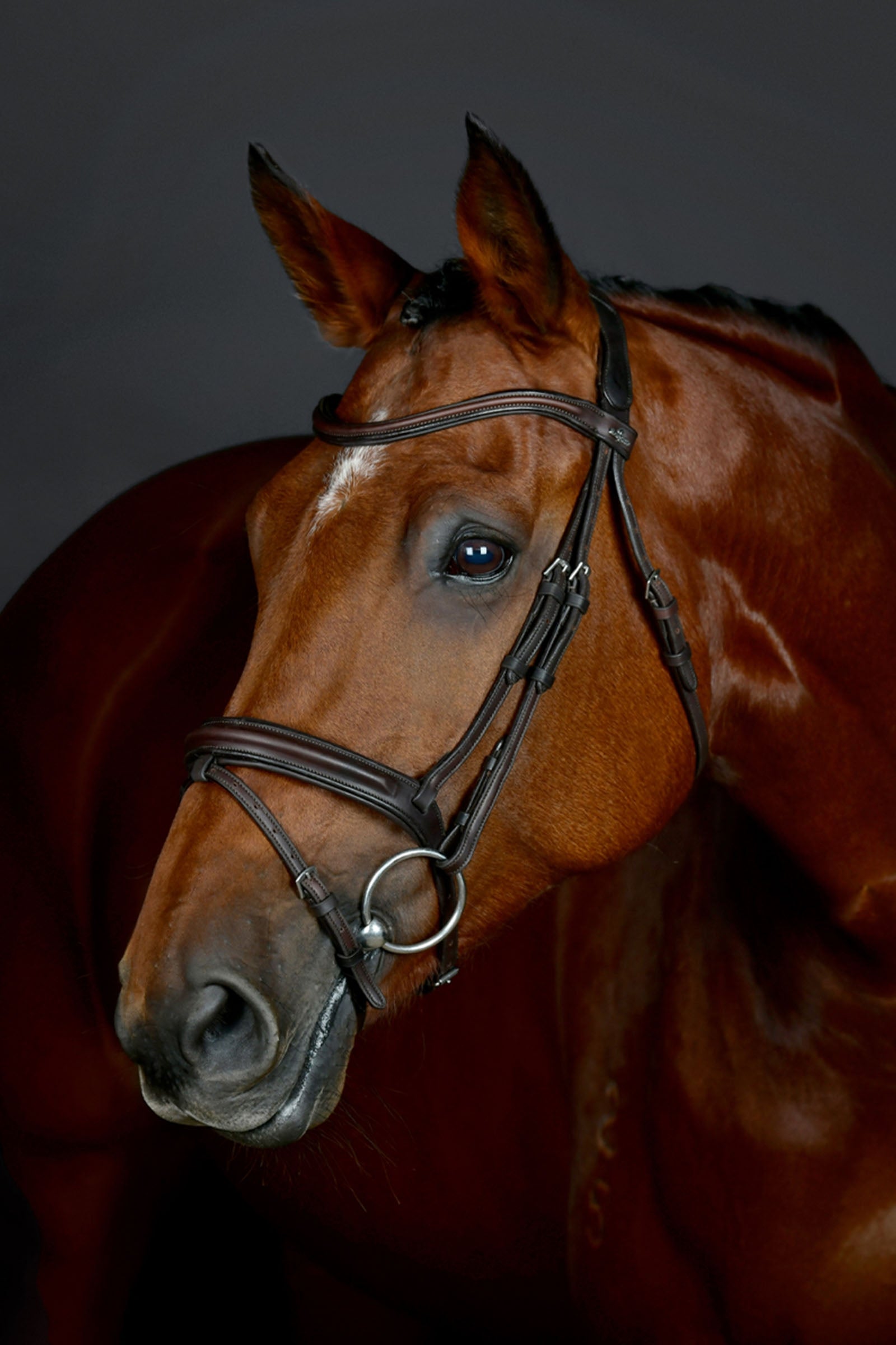 Collegiate Comfitec Opulux Plain Padded Hanoverian Flash Bridle Bridles & Reins