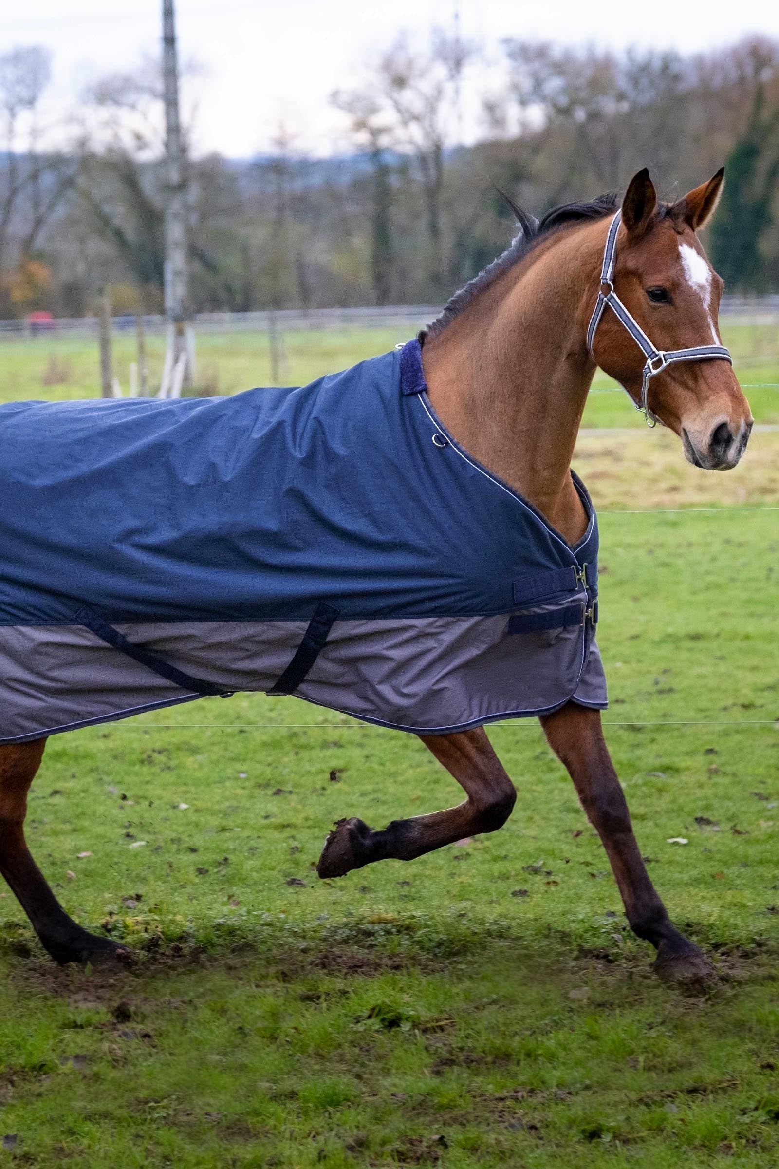 Equi Theme EQUITHÈME TYREX 600D Turnout Rug, 300 g Horse Rugs