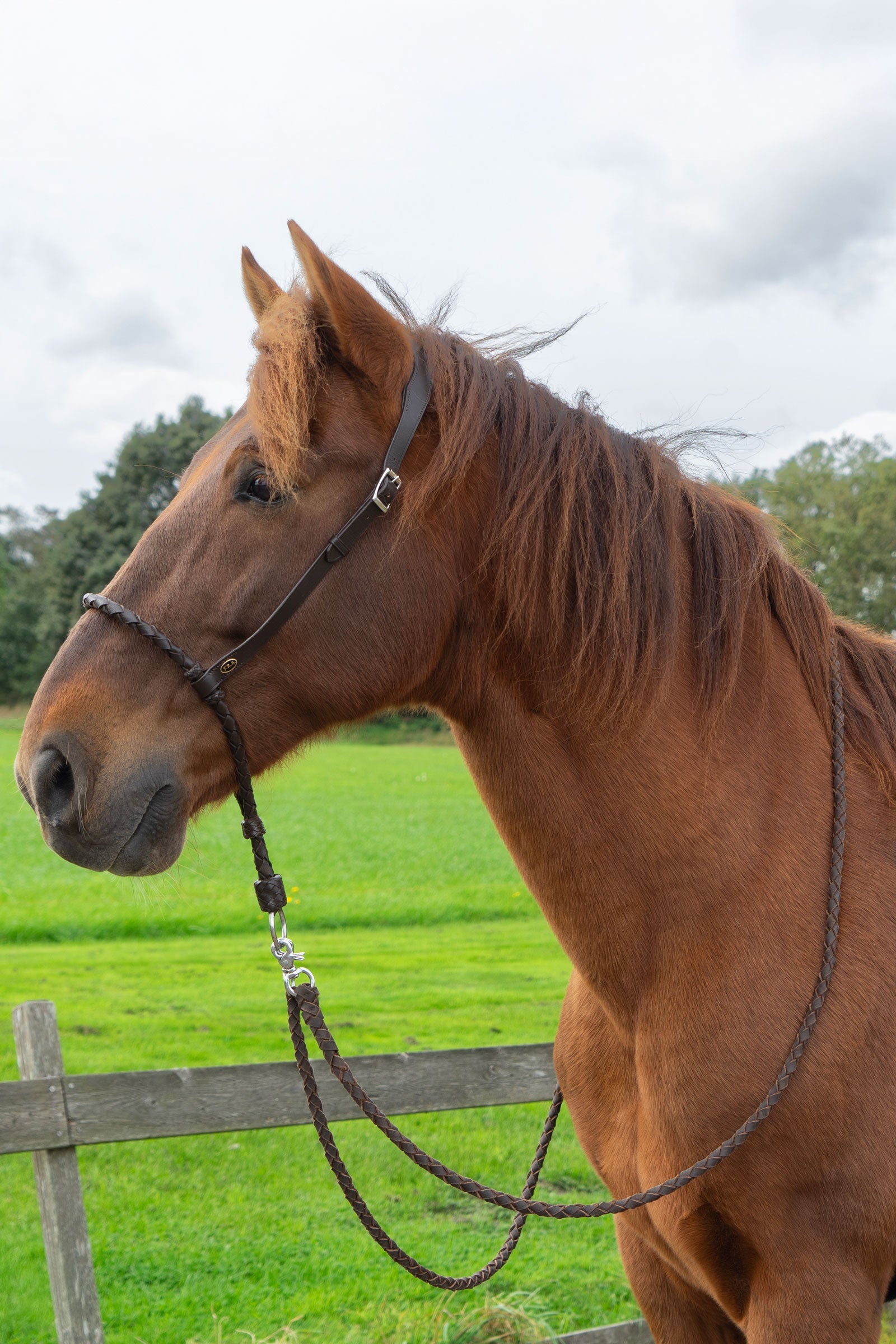 F.R.A. Freedom Riding Articles Bosal Tigo Bridles & Reins