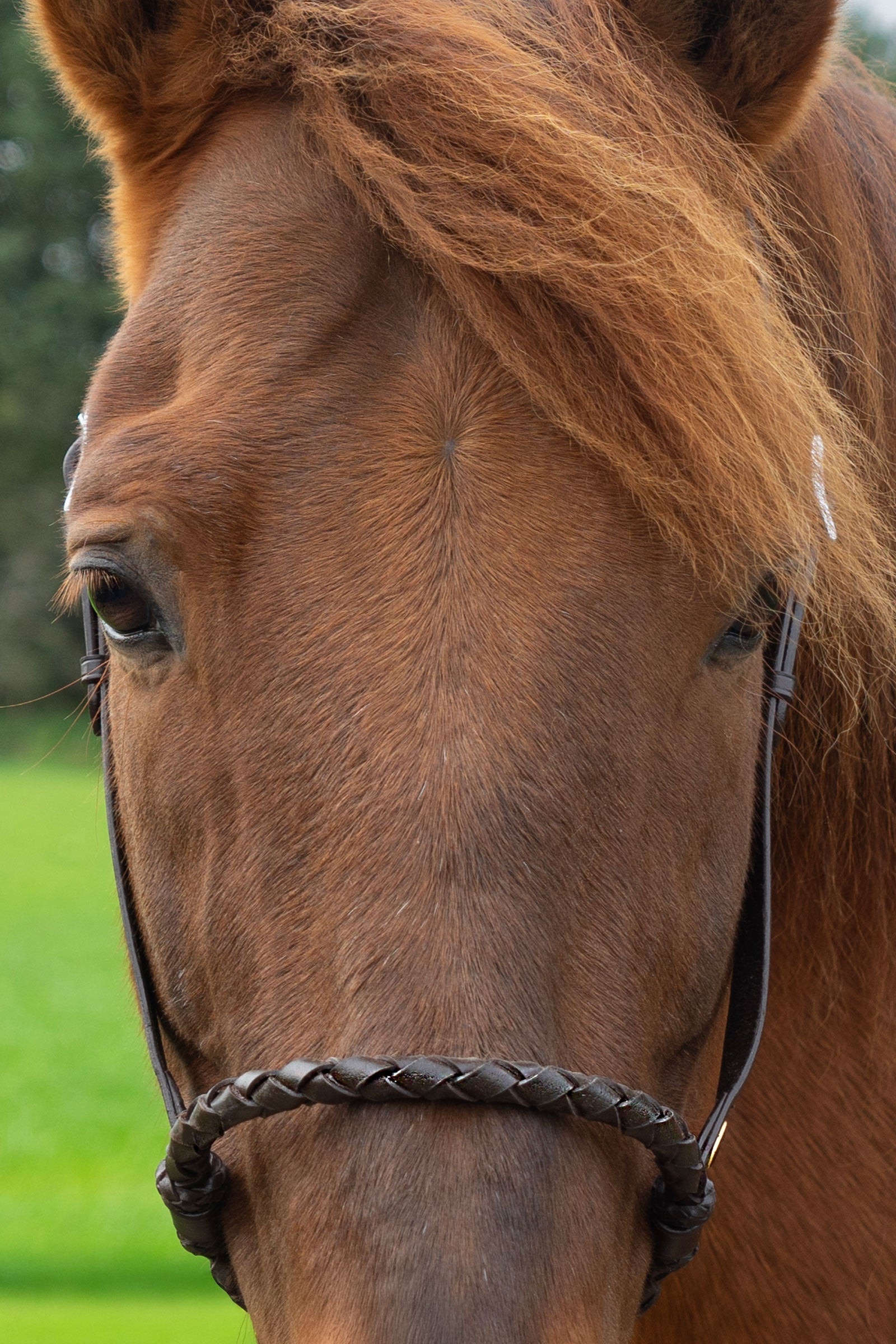 F.R.A. Freedom Riding Articles Bosal Tigo Bridles & Reins